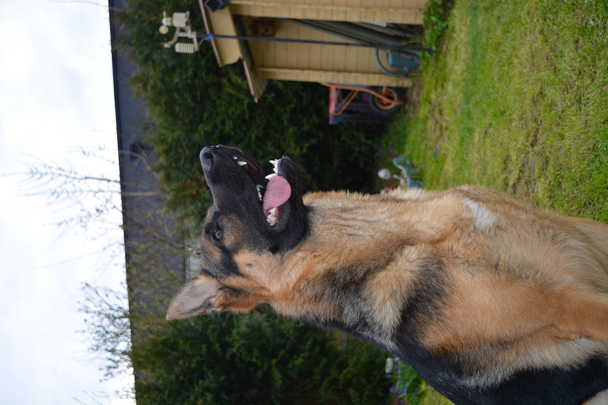 Mabrouck a rejoint le concours — aidez-le/la à gagner de superbes lots ! belgian_shepherd_malinois, canidae, carnivore, collar, dog, dog_breed, east_european_shepherd, fawn, german_shepherd_dog, grass, king_shepherd, old_german_shepherd_dog, plant, sky, snout, sporting_group, tail, tree, wildlife, working_animal