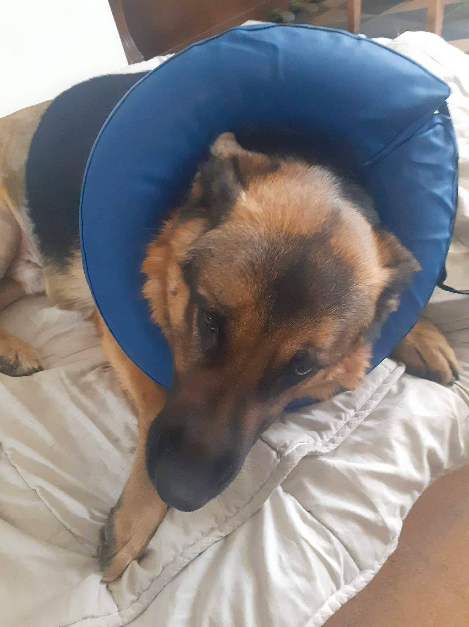 Mabrouck a rejoint le concours — aidez-le/la à gagner de superbes lots ! canidae, carnivore, comfort, companion_dog, dog, dog_breed, fawn, fur, linens, nap, newspaper, paw, plant, sitting, sleep, snout, sporting_group, terrier, toy_dog, whiskers