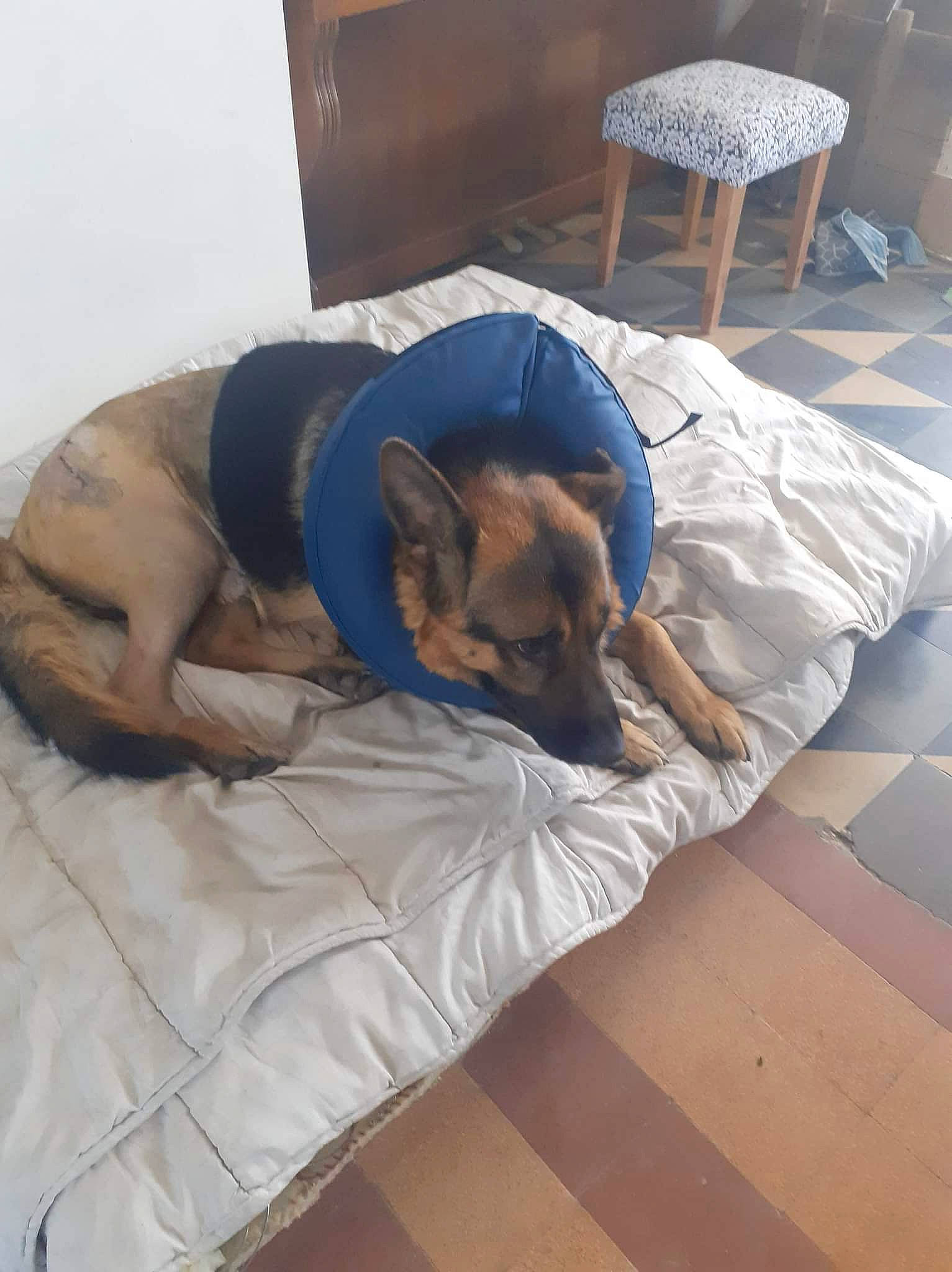 Mabrouck participe au concours pour gagner de l'argent avec cette photo : canidae, carnivore, chair, comfort, companion_dog, couch, dog, dog_breed, dog_supply, fawn, floor, flooring, fur, hardwood, linens, room, sporting_group, tail, wood, working_animal