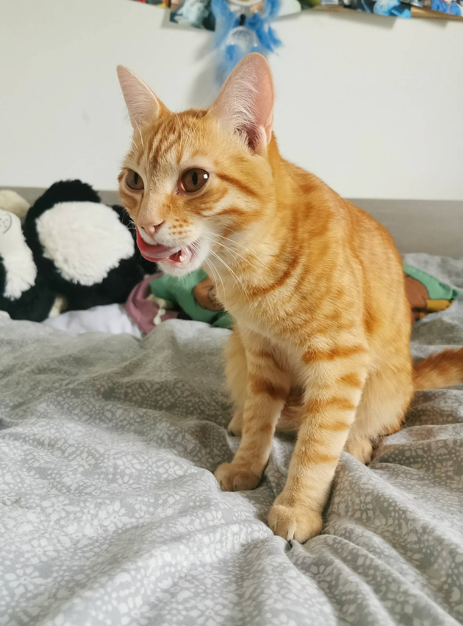 Poutchy a rejoint le concours — aidez-le/la à gagner de superbes lots ! aegean_cat, american_shorthair, arabian_mau, asian, australian_mist, carnivore, cat, claw, domestic_short_haired_cat, dragon_li, european_shorthair, fawn, felidae, german_rex, kitten, mammal, small_to_medium_sized_cats, tabby_cat, vertebrate, whiskers