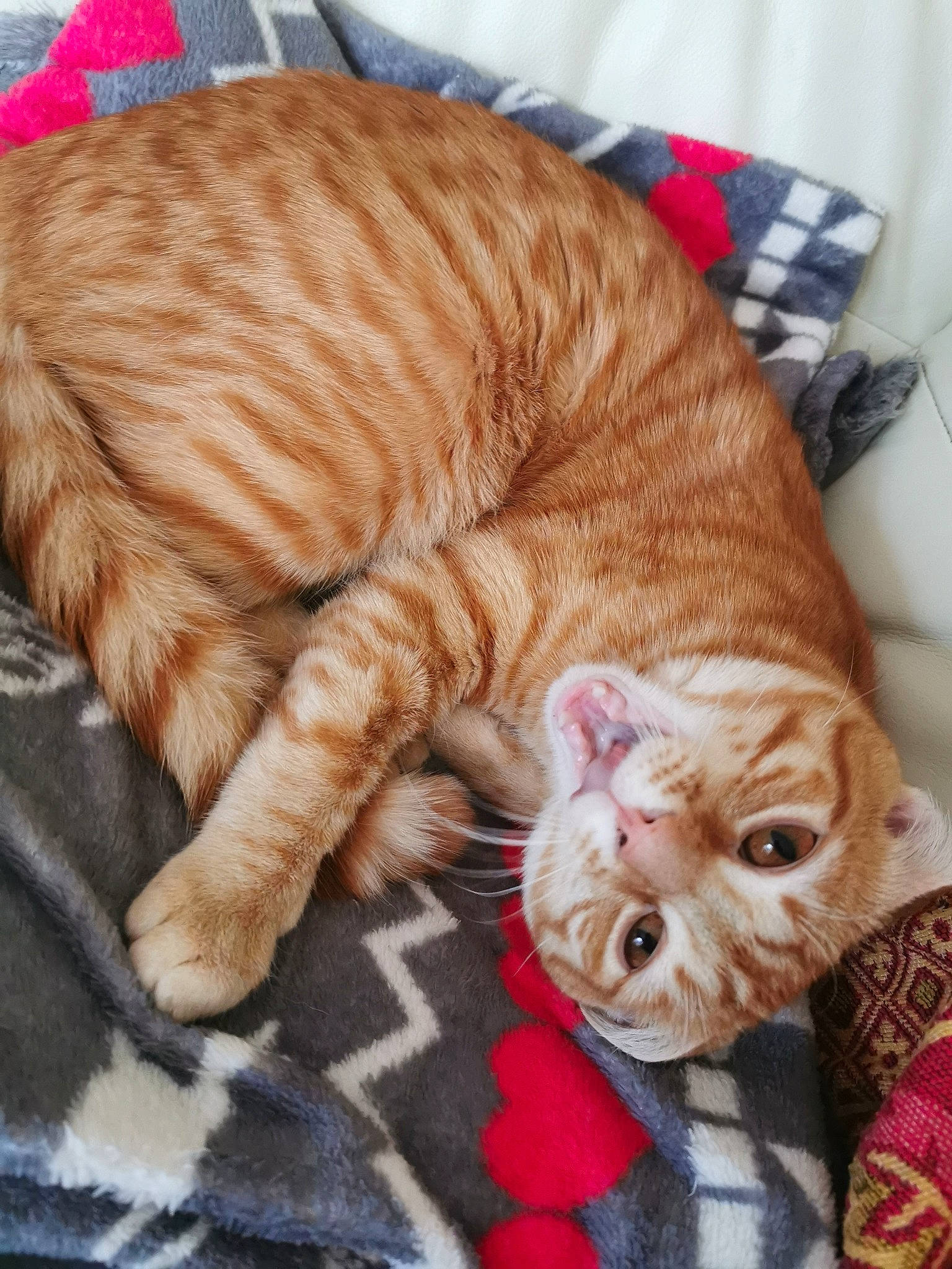 Poutchy participe au concours pour gagner de l'argent avec cette photo : american_shorthair, asian, australian_mist, carnivore, cat, domestic_short_haired_cat, dragon_li, european_shorthair, fawn, felidae, fur, kitten, mammal, nap, ocicat, pixie_bob, small_to_medium_sized_cats, tabby_cat, vertebrate, whiskers