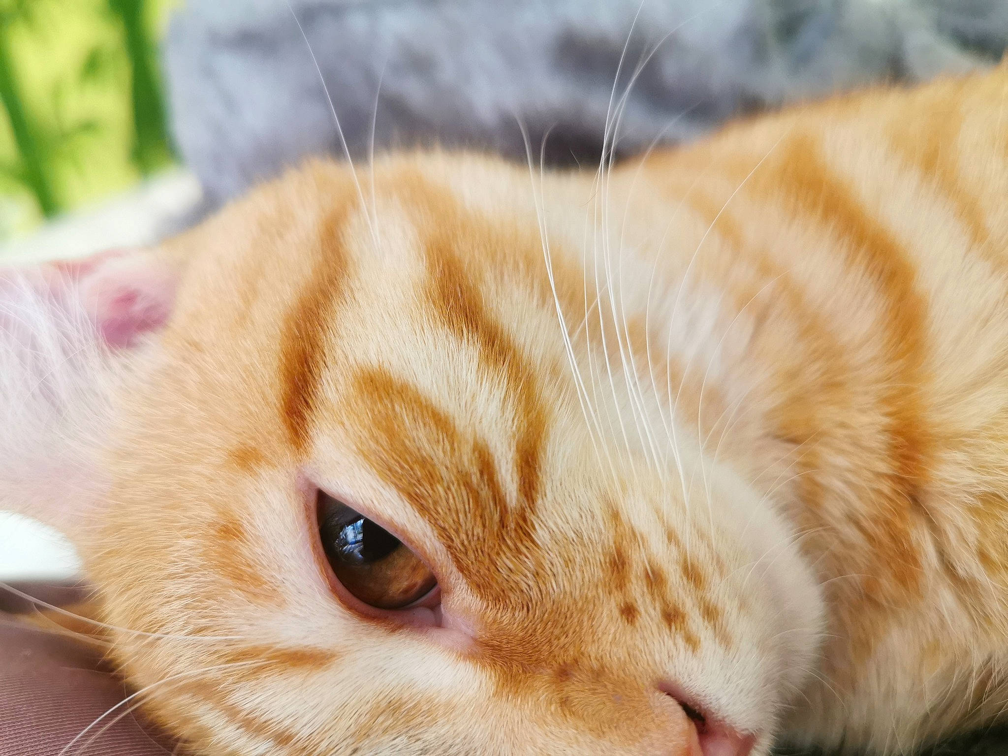 Poutchy a rejoint le concours — aidez-le/la à gagner de superbes lots ! american_shorthair, asian, carnivore, cat, close_up, domestic_short_haired_cat, european_shorthair, eye, fawn, felidae, fur, kitten, mammal, munchkin, nose, scottish_fold, small_to_medium_sized_cats, snout, tabby_cat, whiskers