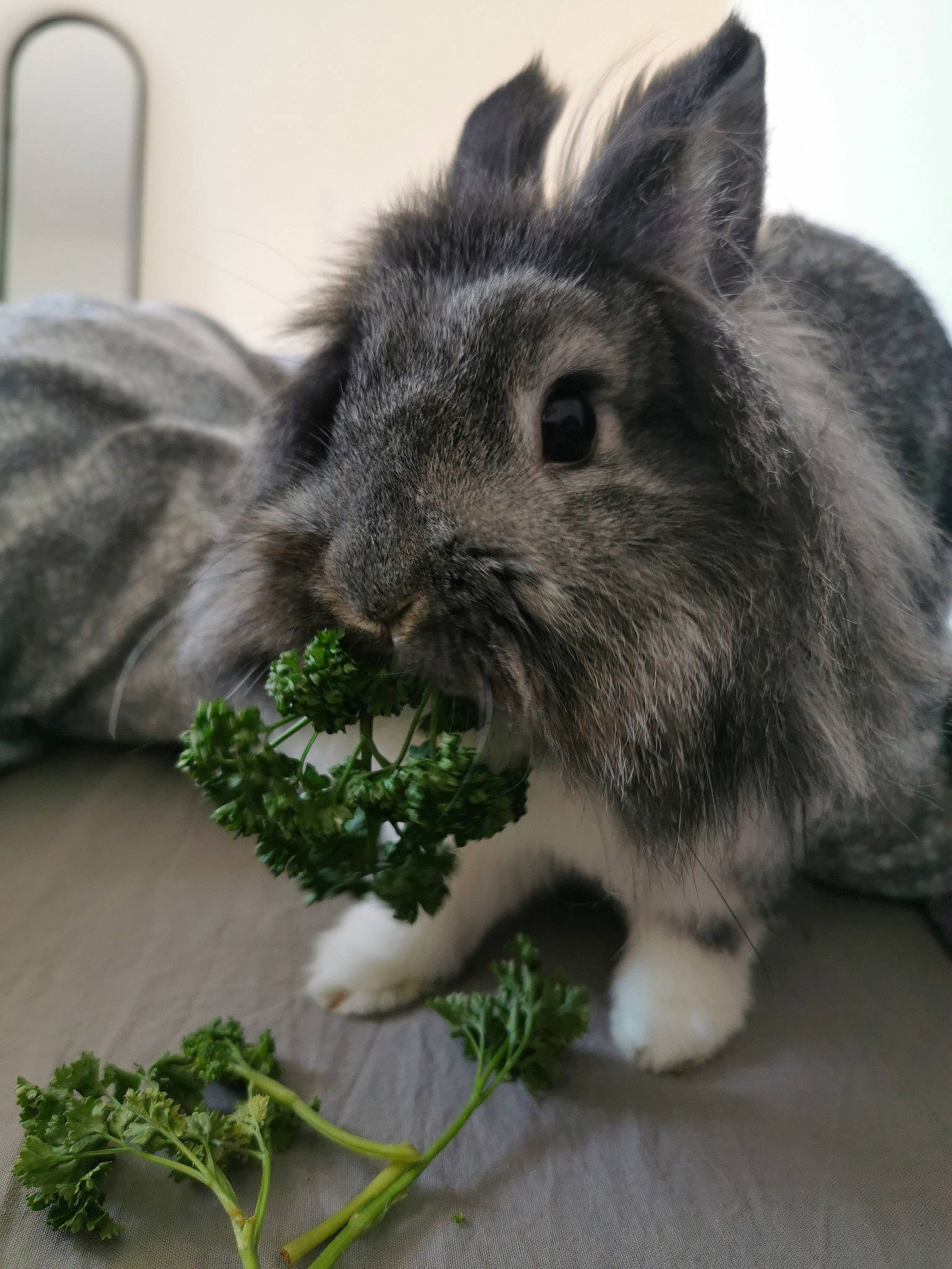 Loki participe au concours pour gagner de l'argent avec cette photo : angora_rabbit, domestic_rabbit, ear, fur, grass, hare, plant, rabbit, rabbits_and_hares, snout, whiskers