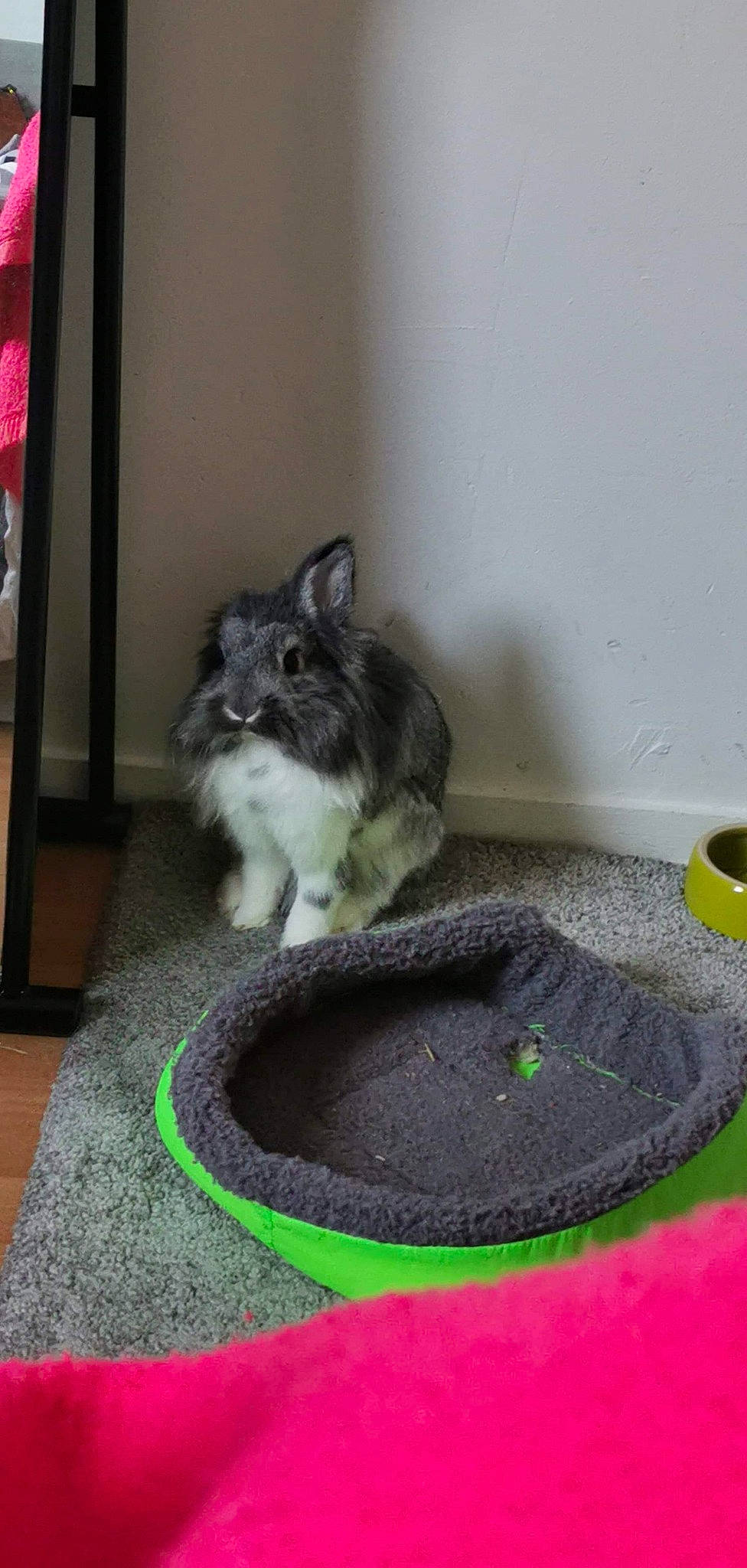 Loki a rejoint le concours — aidez-le/la à gagner de superbes lots ! cat, degu, domestic_short_haired_cat, felidae, gerbil, hamster, litter_box, mammal, mouse, muridae, muroidea, rat, rodent, small_to_medium_sized_cats, whiskers