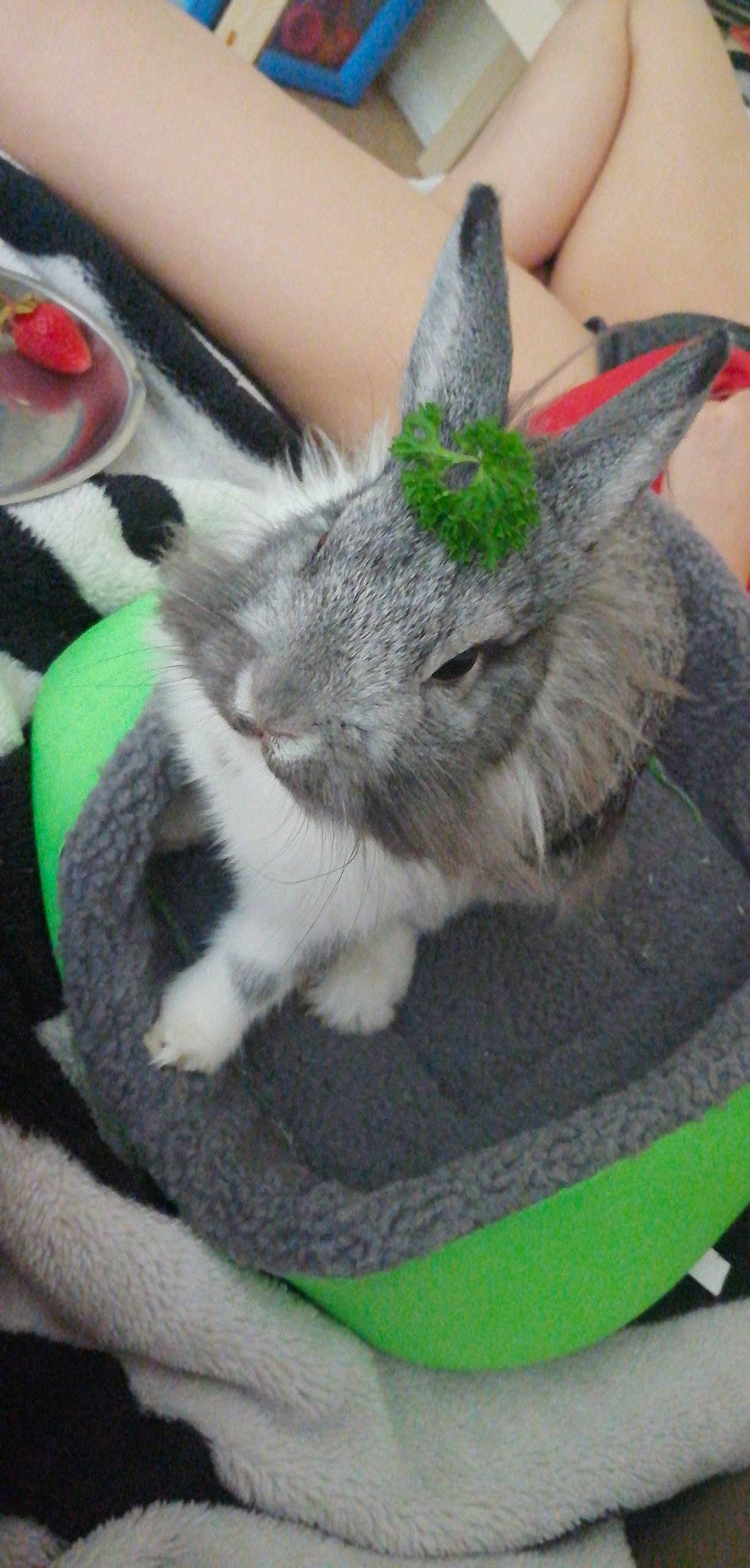 Loki a rejoint le concours — aidez-le/la à gagner de superbes lots ! carnivore, cat, domestic_rabbit, felidae, kitten, rabbit, rabbits_and_hares, small_to_medium_sized_cats, whiskers