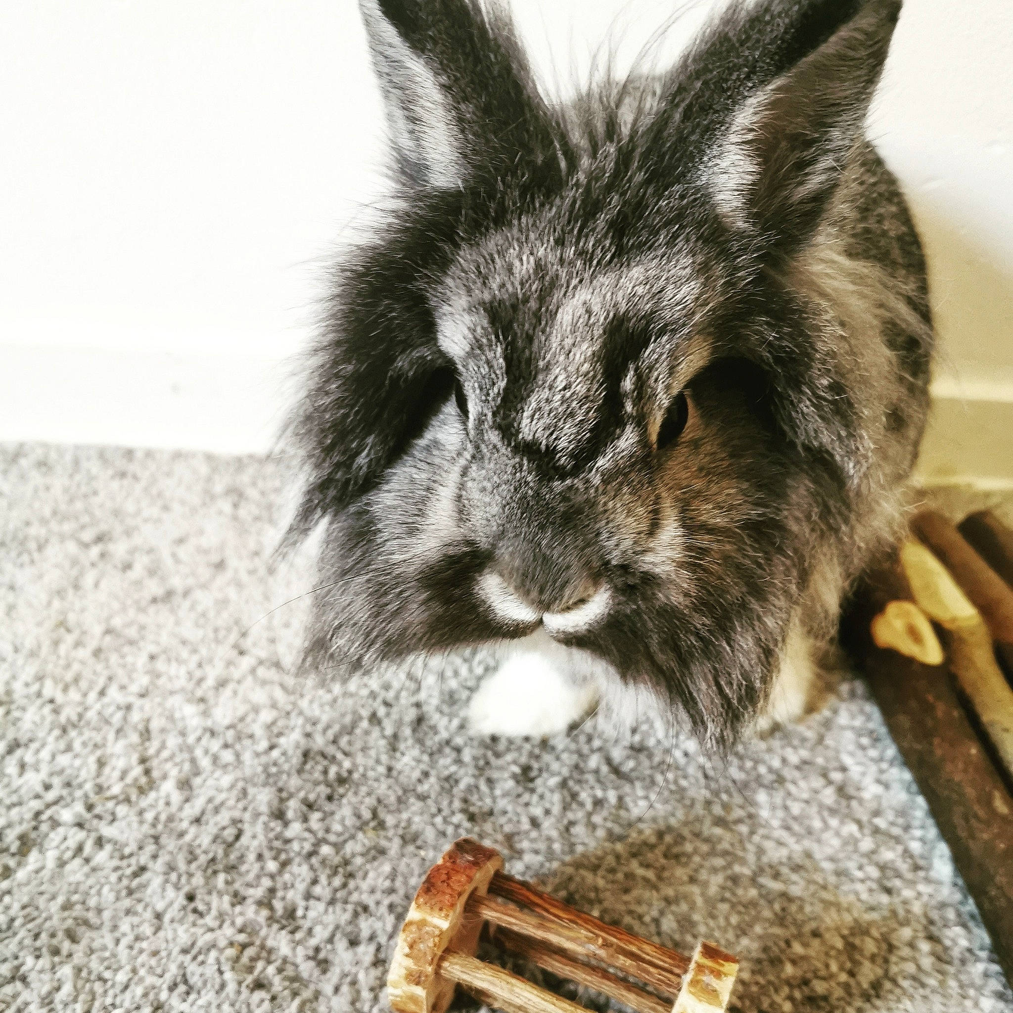 Loki participe au concours pour gagner de l'argent avec cette photo : cat, claw, domestic_rabbit, ear, eating, felidae, fur, paw, rabbit, rabbits_and_hares, small_to_medium_sized_cats, snout, whiskers