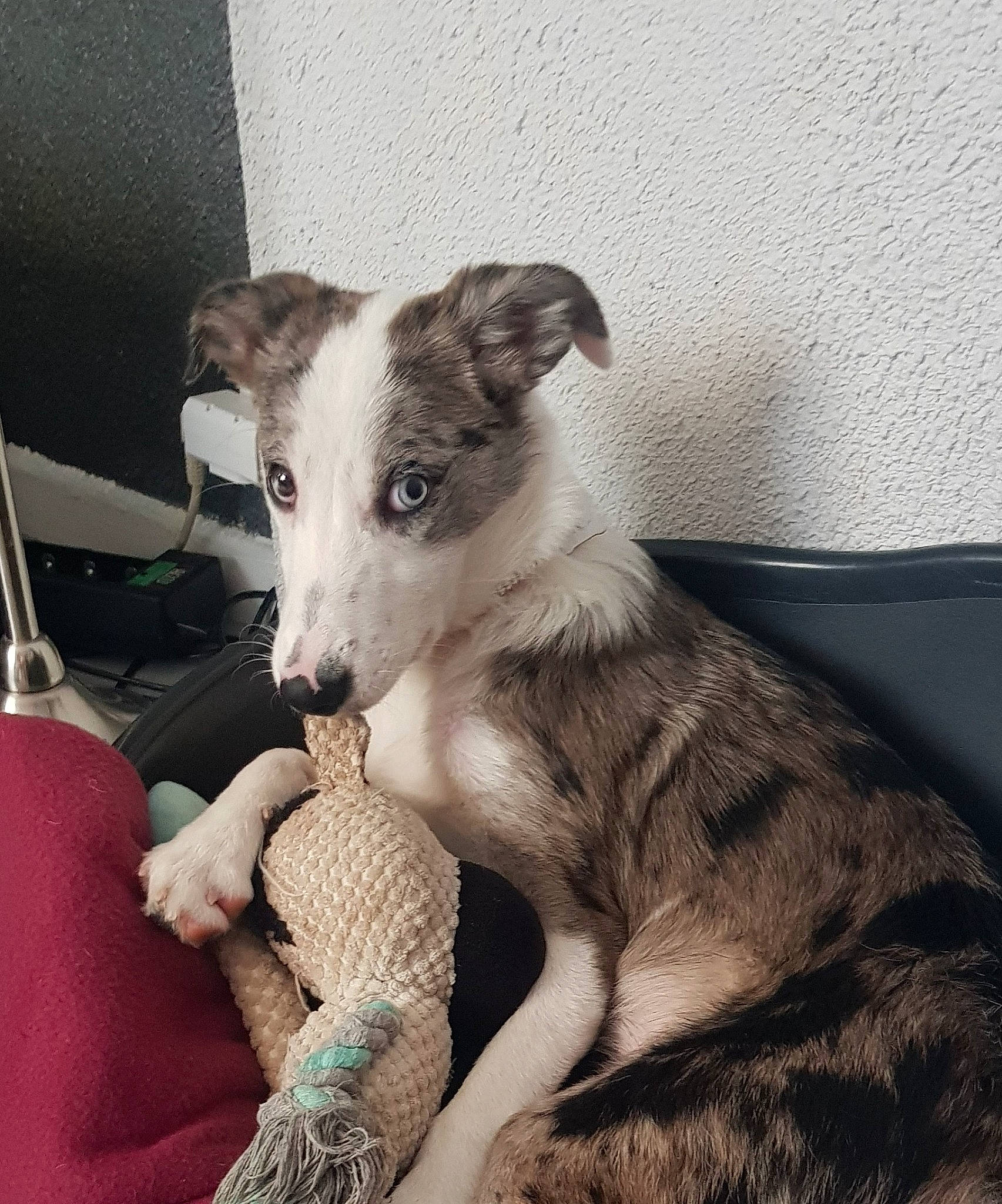 Lola a rejoint le concours — aidez-le/la à gagner de superbes lots ! ancient_dog_breeds, canidae, carnivore, comfort, companion_dog, dog, dog_breed, fur, metal, paw, puppy, snout, sporting_group, tail, terrestrial_animal, whiskers, working_animal