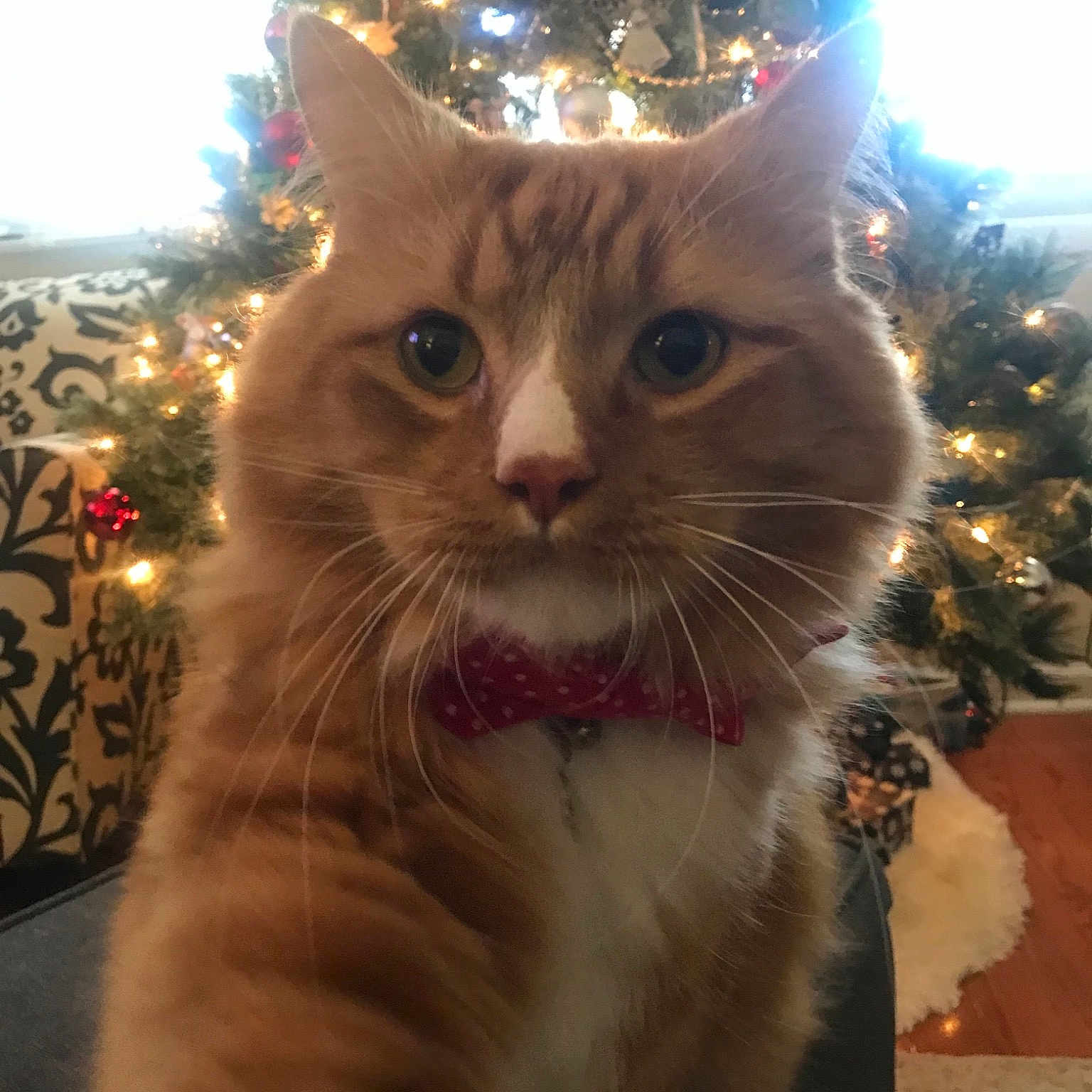 Dani is registered to the contest to win money with this photo: aegean_cat, cat, cat_like_mammal, domestic_short_haired_cat, fur, kitten, small_to_medium_sized_cats, snout, whiskers
