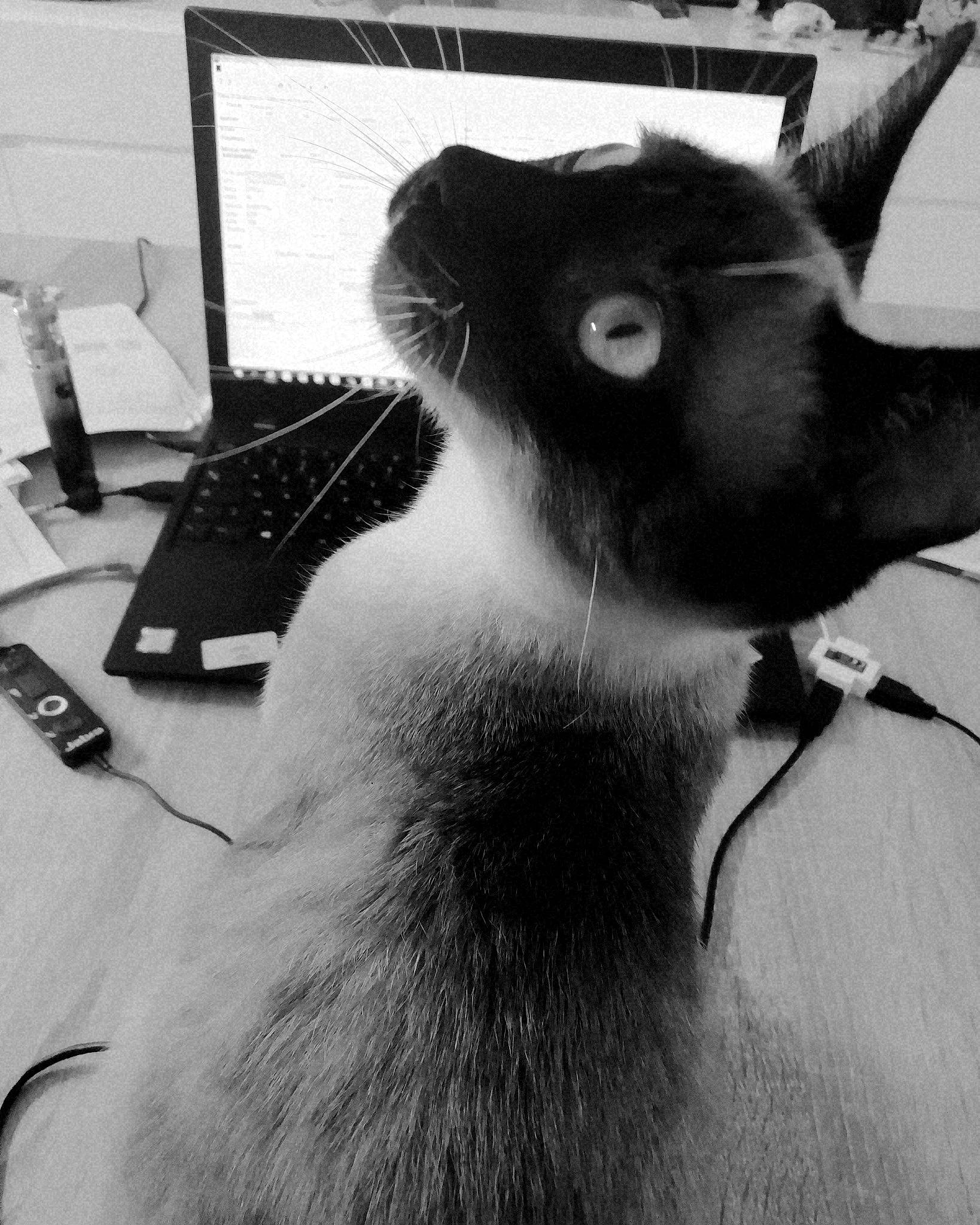 Chausette participe au concours pour gagner de l'argent avec cette photo : black, black_and_white, carnivore, cat, ear, felidae, fur, hair, neck, photography, small_to_medium_sized_cats, snout, style, tail, whiskers