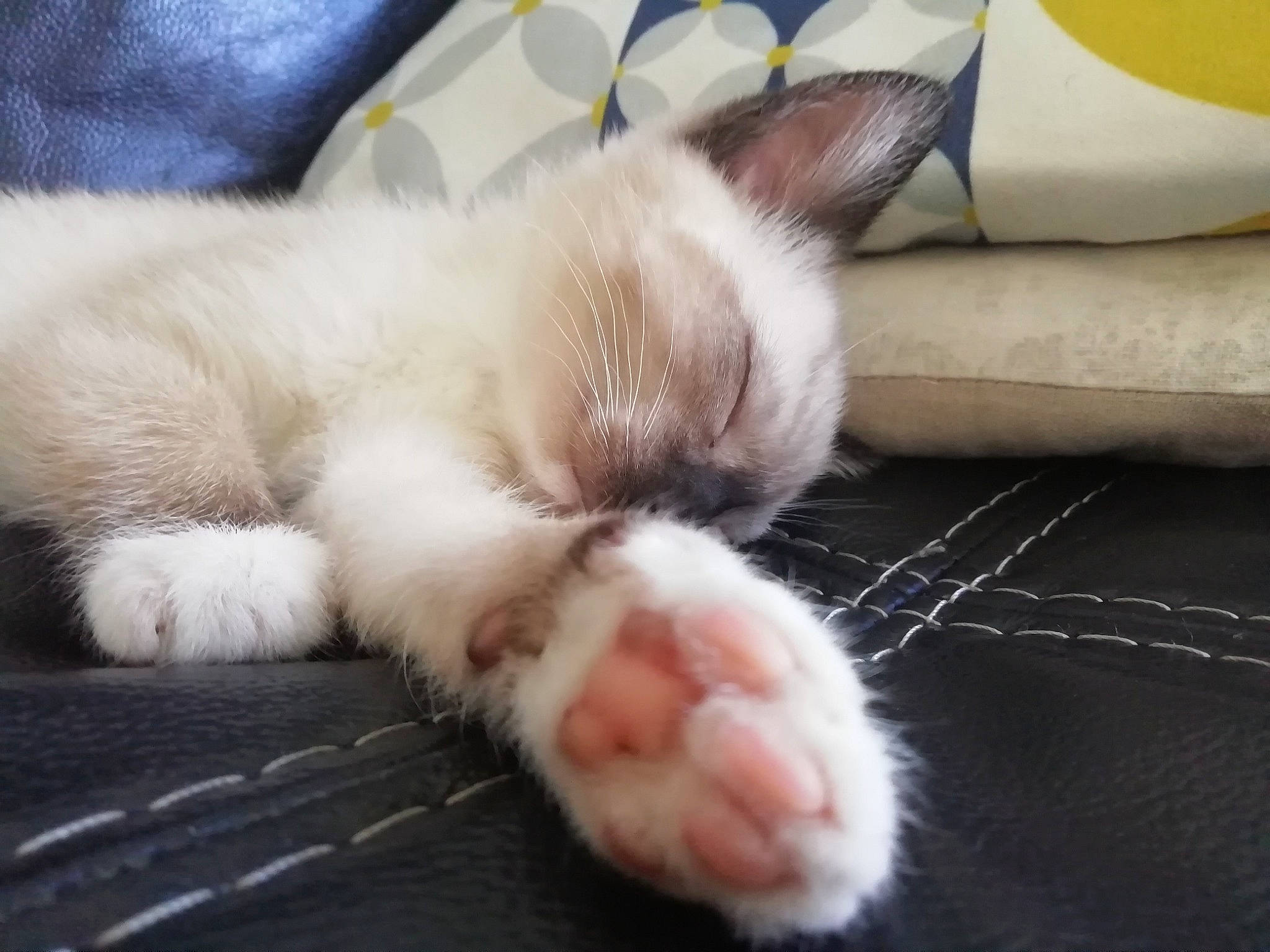 Chausette a rejoint le concours — aidez-le/la à gagner de superbes lots ! carnivore, cat, claw, ear, eye, fawn, felidae, fur, kitten, leg, nap, nose, paw, polydactyl_cat, ragdoll, skin, sleep, small_to_medium_sized_cats, snout, whiskers