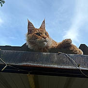 Vérone a rejoint le concours — aidez-le/la à gagner de superbes lots ! cat, orange_cat, feline, outdoor, sky, roof, metal, animal, pet, relaxed, whiskers, ears, fur, daylight, nature, looking_away, resting, mammal, sunlight, calm