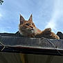 cat, orange_cat, feline, outdoor, sky, roof, metal, animal, pet, relaxed, whiskers, ears, fur, daylight, nature, looking_away, resting, mammal, sunlight, calm
