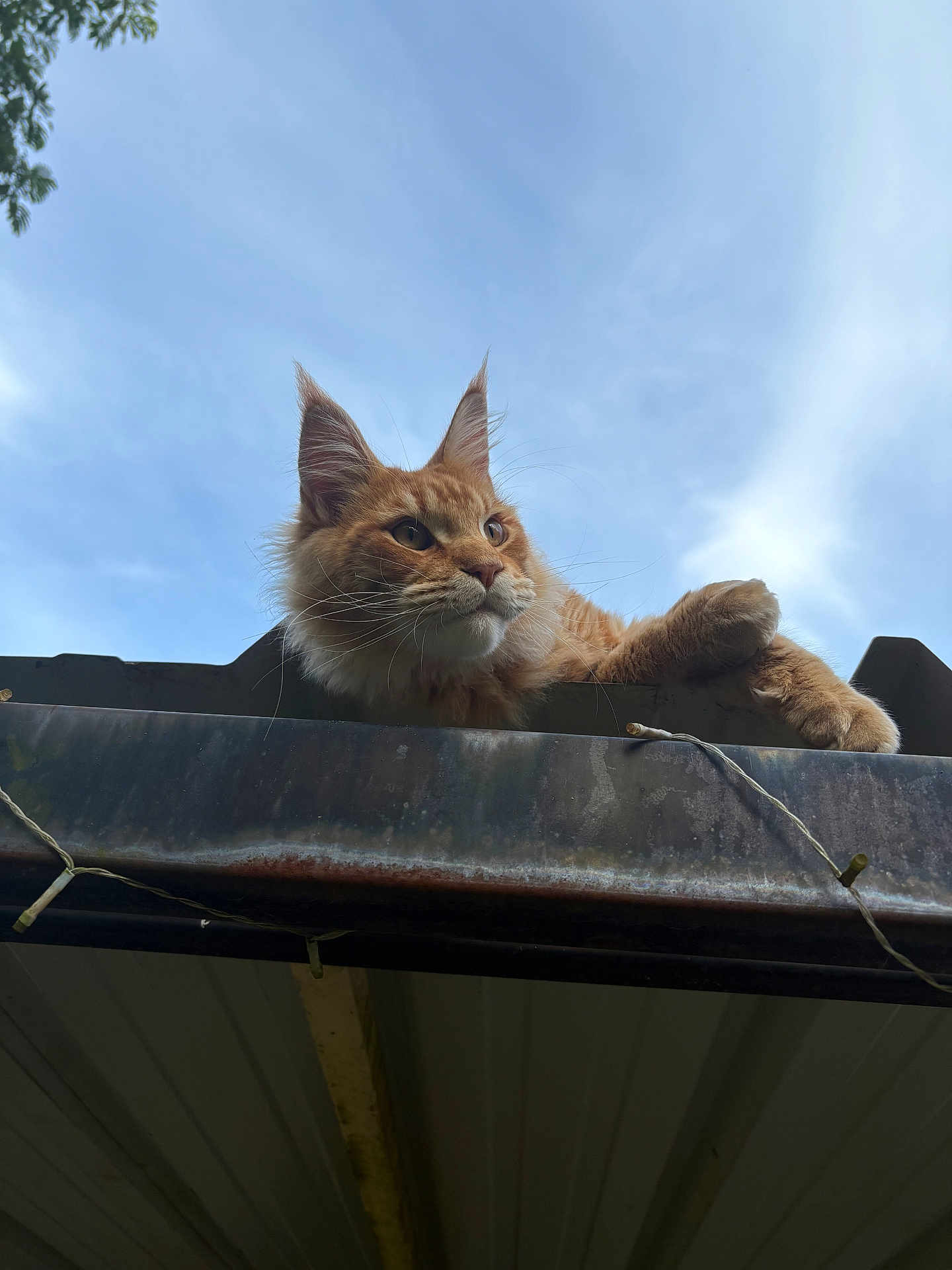 Vérone a rejoint le concours — aidez-le/la à gagner de superbes lots ! cat, orange_cat, feline, outdoor, sky, roof, metal, animal, pet, relaxed, whiskers, ears, fur, daylight, nature, looking_away, resting, mammal, sunlight, calm