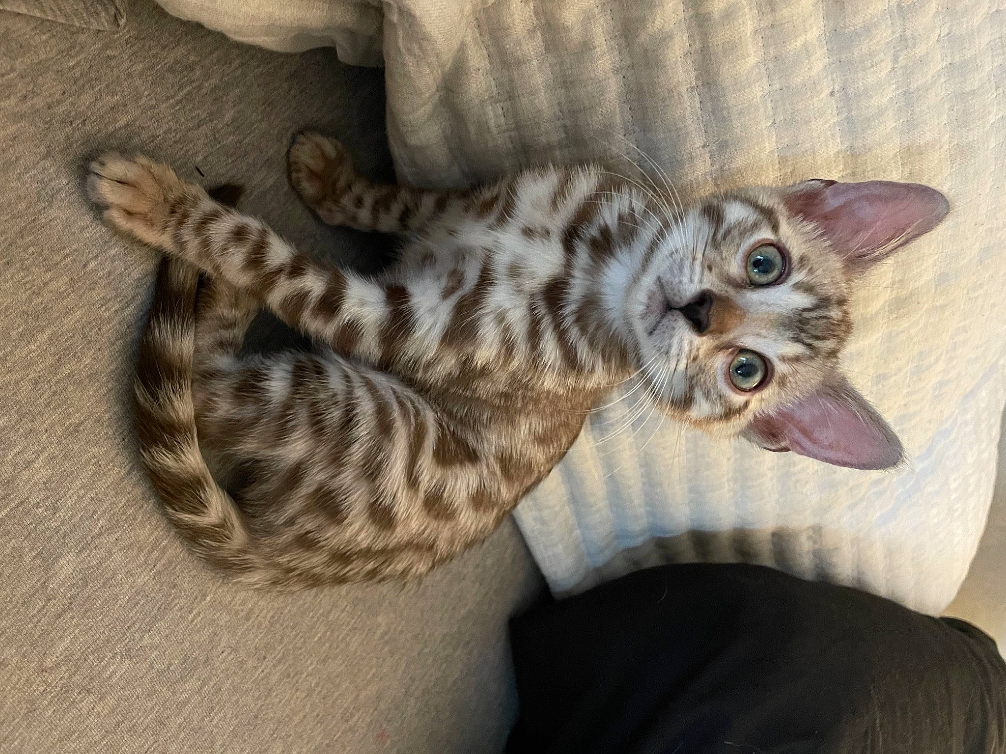 Ethel is registered to the contest to win money with this photo: carnivore, cat, cat_bed, cat_toy, claw, comfort, domestic_short_haired_cat, fawn, felidae, fur, grey, paw, small_to_medium_sized_cats, snout, tail, terrestrial_animal, whiskers, wildlife