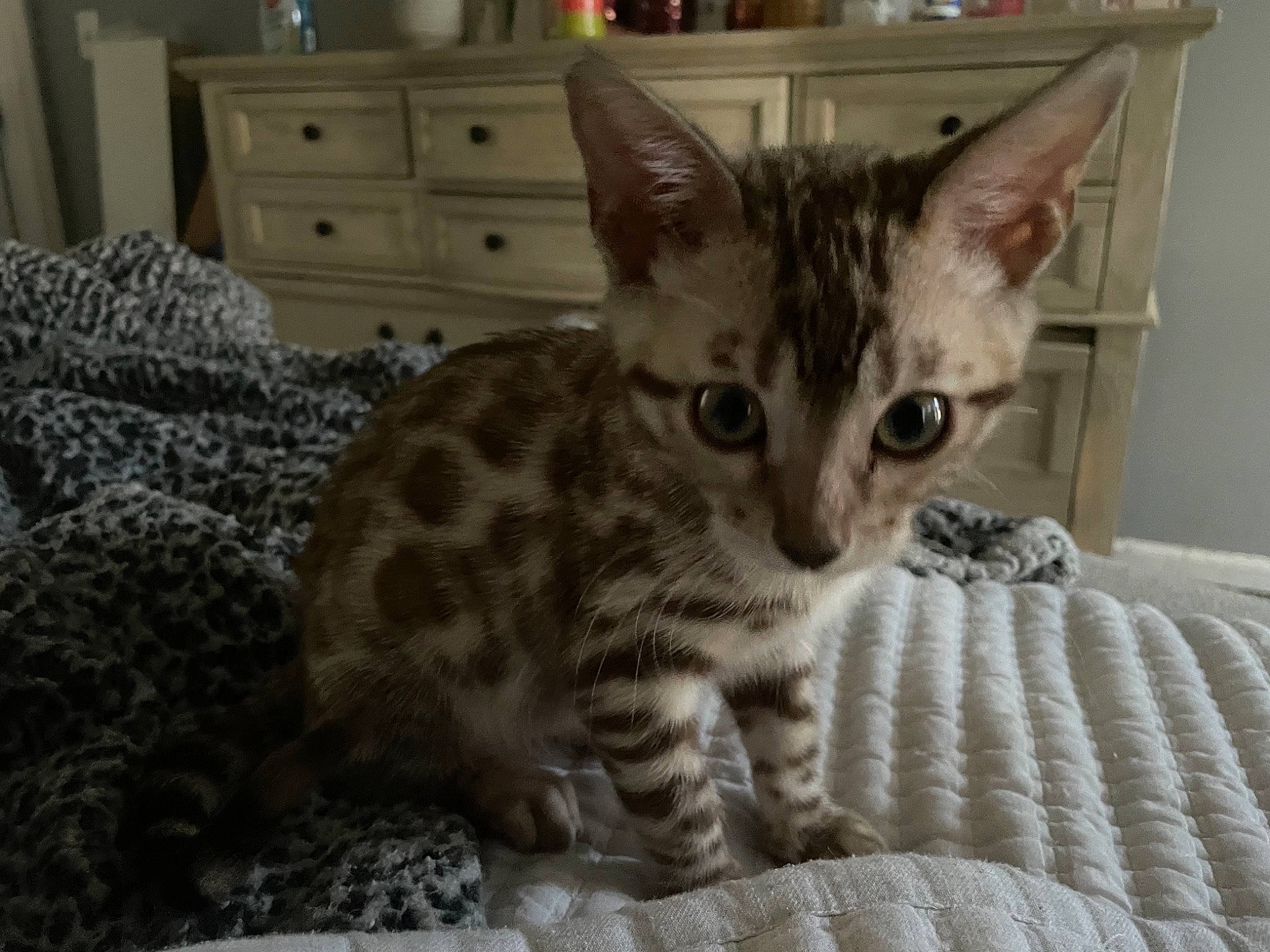 Ethel joined the competition — help win amazing prizes! cabinetry, carnivore, cat, chest, chest_of_drawers, comfort, cupboard, domestic_short_haired_cat, drawer, dresser, fawn, felidae, fur, mammal, picture_frame, small_to_medium_sized_cats, tail, terrestrial_animal, vertebrate, whiskers