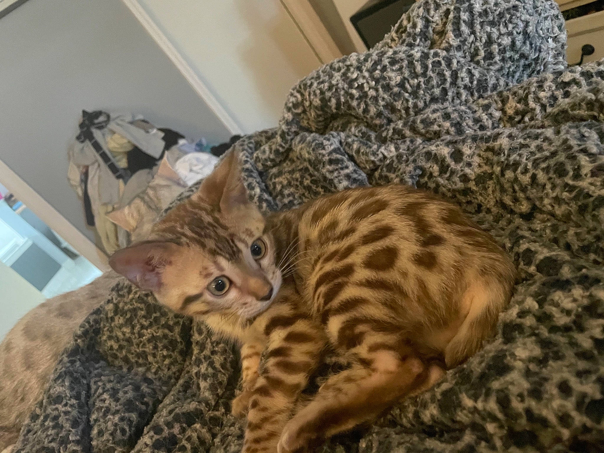 Ethel joined the competition — help win amazing prizes! bed, carnivore, cat, claw, comfort, domestic_short_haired_cat, fawn, felidae, fur, mammal, military_camouflage, room, small_to_medium_sized_cats, snout, tail, terrestrial_animal, vertebrate, whiskers, wildlife, wood