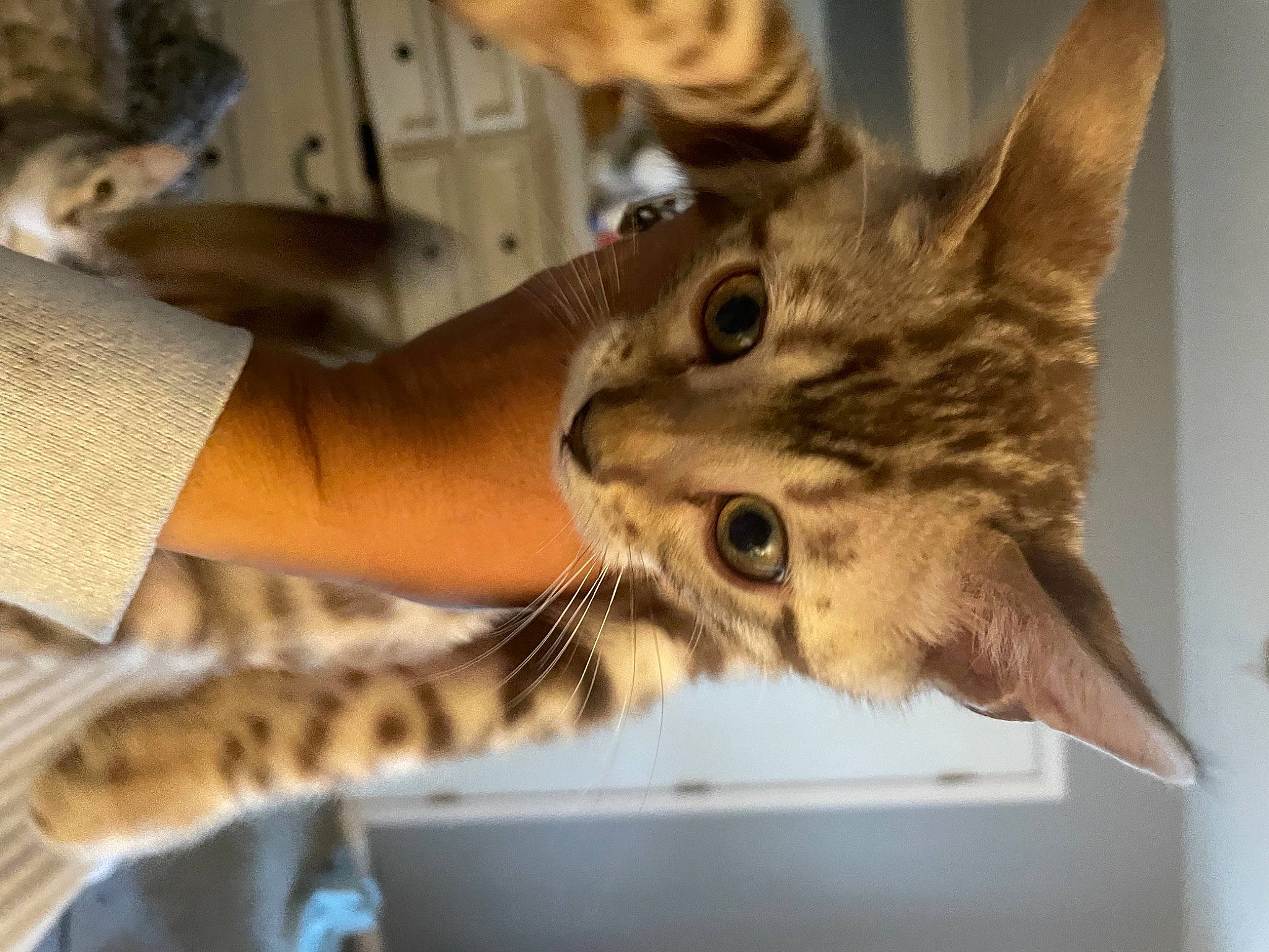 Ethel is registered to the contest to win money with this photo: carnivore, cat, claw, domestic_short_haired_cat, ear, felidae, fur, gesture, mammal, metal, nail, paw, small_to_medium_sized_cats, vertebrate, whiskers, wildlife