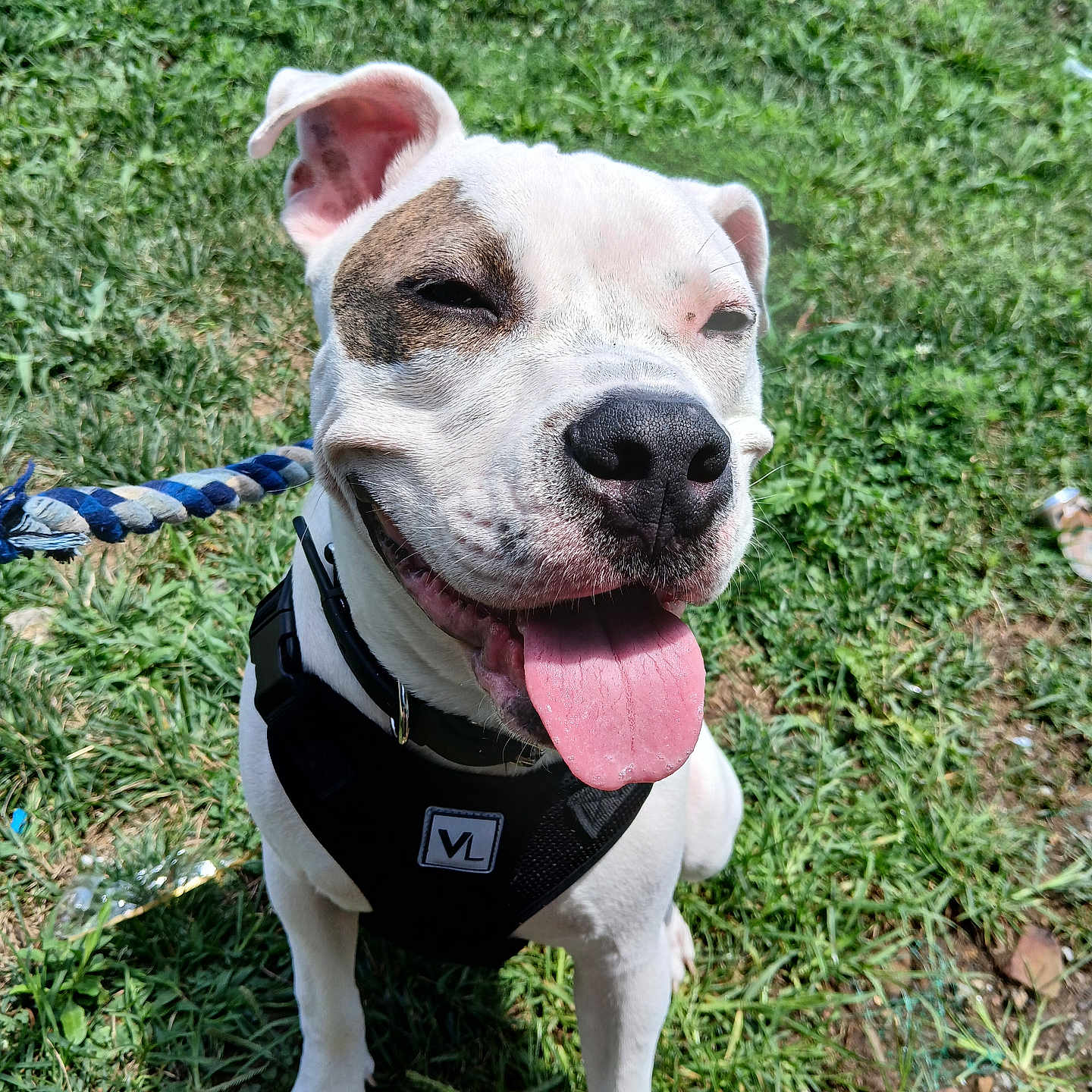Azzy is registered to the contest to win money with this photo: accessories, animal, bodypart, bostonbull, boxer, bulldog, canine, dog, frenchbulldog, grass, hound, lawn, leash, outdoors, pet, pitbull, plant, puppy, strap, whitedog
