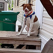 Rex is registered to the contest to win money with this photo: animal, bandana, canine, collar, daylight, dog, fence, green, happy, house, leash, outdoor, pet, sitting, smiling, stairs, tongue_out, trash_bin, wooden_porch, yard