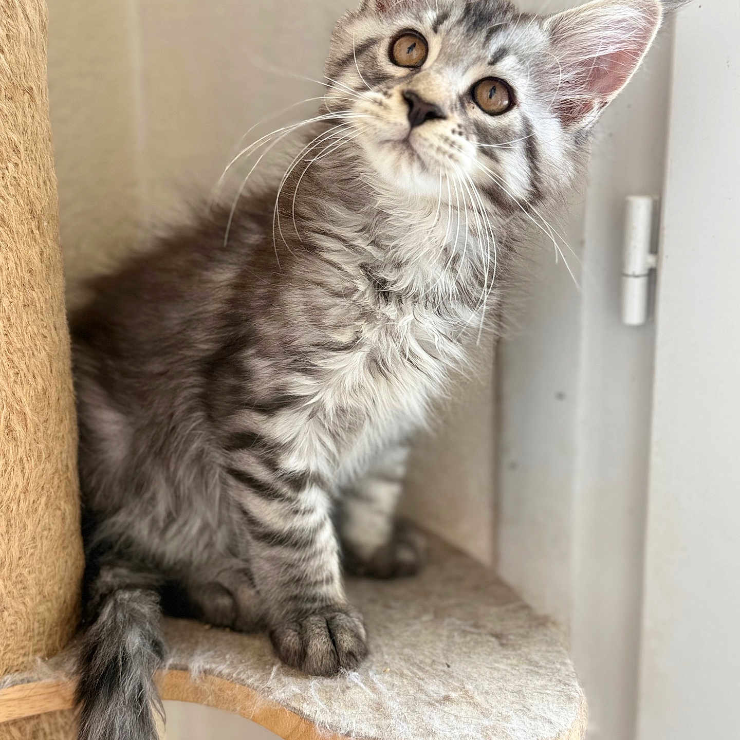 Anubiss participe au concours pour gagner de l'argent avec cette photo : animal, cat, cat_tree, closeup, curious, cute, domestic, ears, feline, fur, gray, indoor, kitten, paws, pet, sitting, tabby, tail, whiskers, young