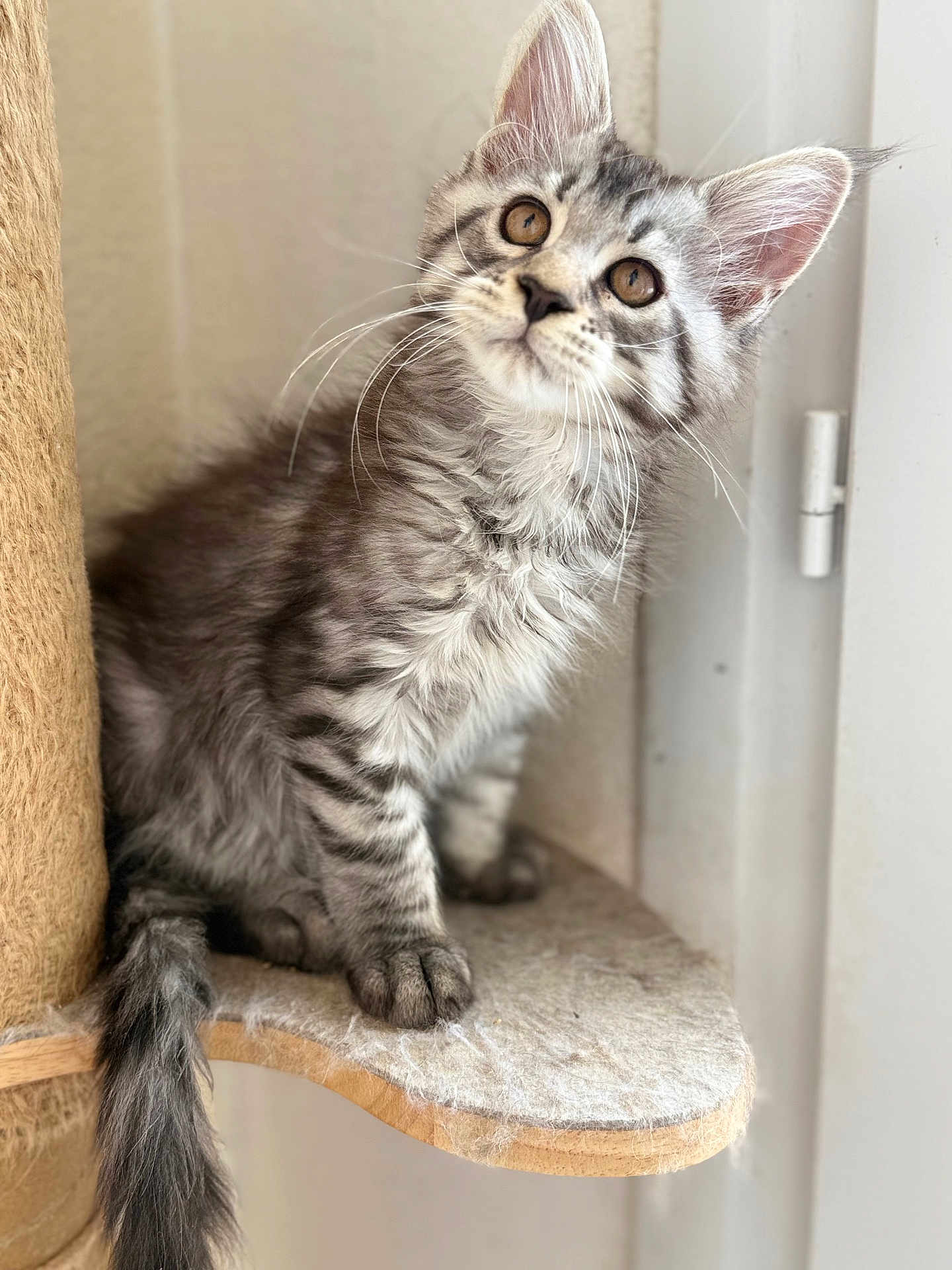 Anubiss participe au concours pour gagner de l'argent avec cette photo : kitten, cat, tabby, gray, feline, pet, animal, whiskers, ears, fur, cute, indoor, curious, sitting, cat_tree, paws, tail, closeup, young, domestic