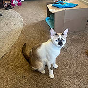 Deedee is registered to the contest to win money with this photo: cat, blue_eyes, carpet, cardboard_box, indoor, door, pet, feline, animal, curious, brown_and_white, sitting, floor, home, domestic, unique_markings, box, keys, fabric, casual