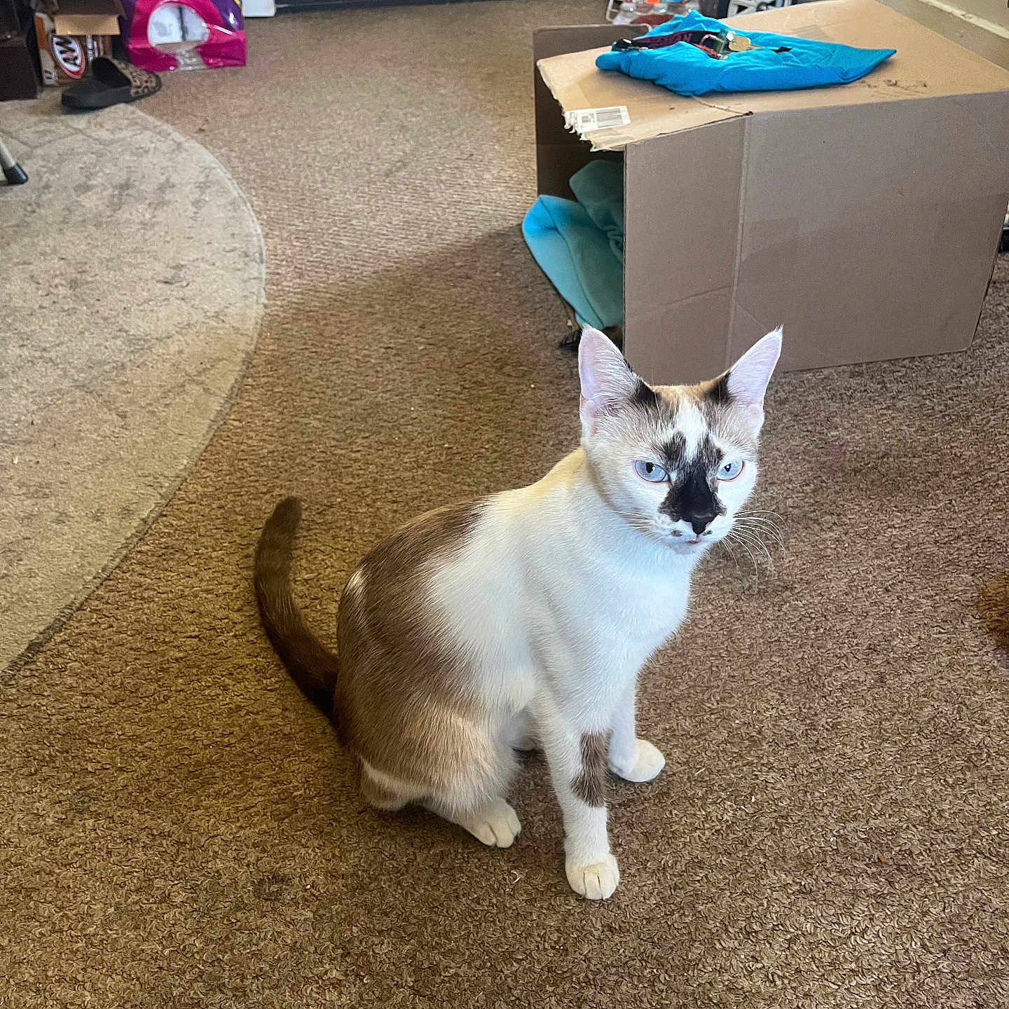 Deedee is registered to the contest to win money with this photo: cat, blue_eyes, carpet, cardboard_box, indoor, door, pet, feline, animal, curious, brown_and_white, sitting, floor, home, domestic, unique_markings, box, keys, fabric, casual