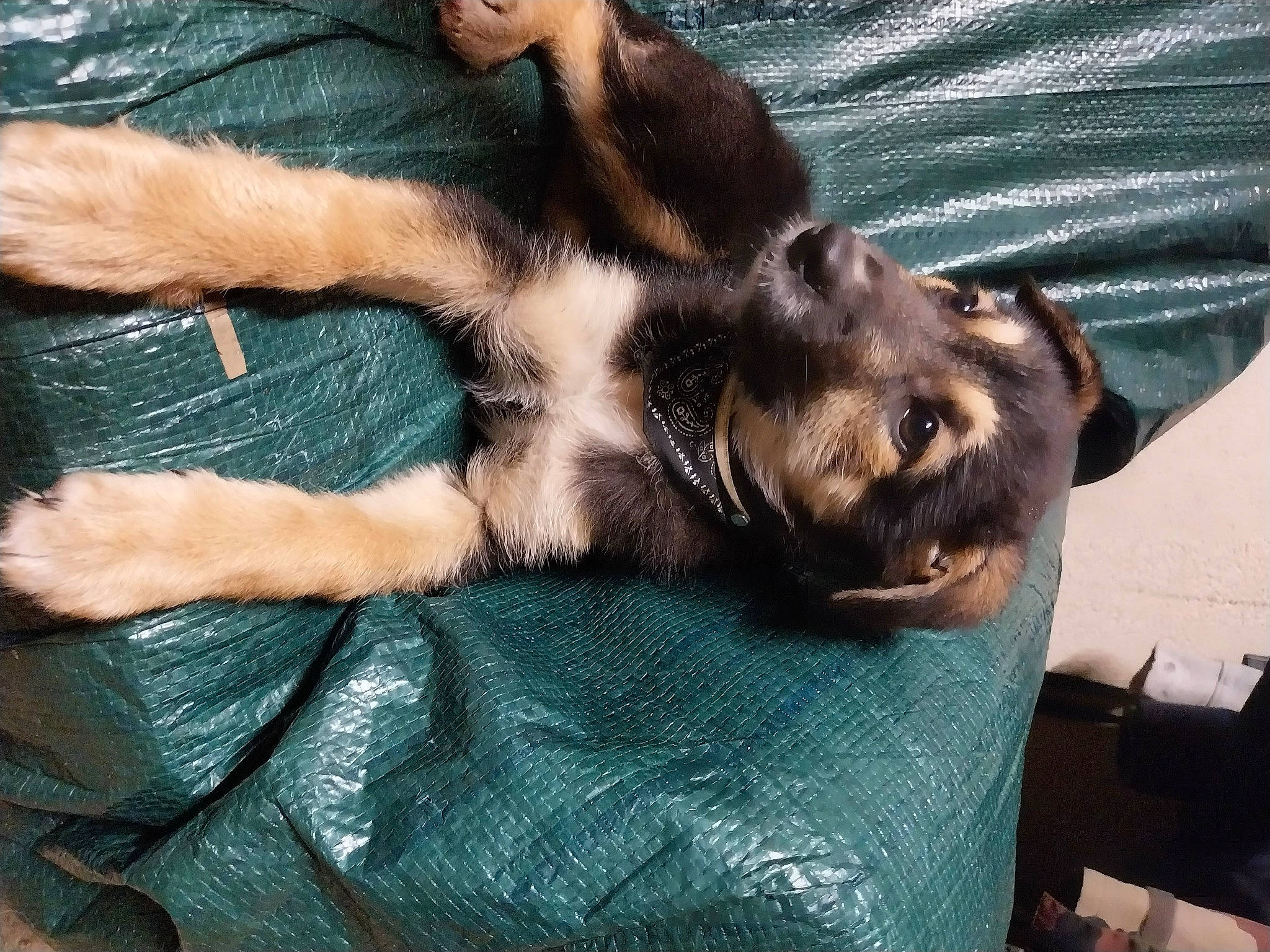 Balthazar a rejoint le concours — aidez-le/la à gagner de superbes lots ! canidae, carnivore, comfort, companion_dog, dog, dog_breed, fawn, foot, fur, gesture, guard_dog, human_leg, liver, nail, nap, paw, snout, sporting_group, terrestrial_animal, working_animal