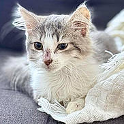Nala participe au concours pour gagner de l'argent avec cette photo : kitten, cat, gray, white, fluffy, fur, whiskers, ears, blanket, cozy, texture, closeup, pet, animal, cute, indoor, resting, soft, young, portrait