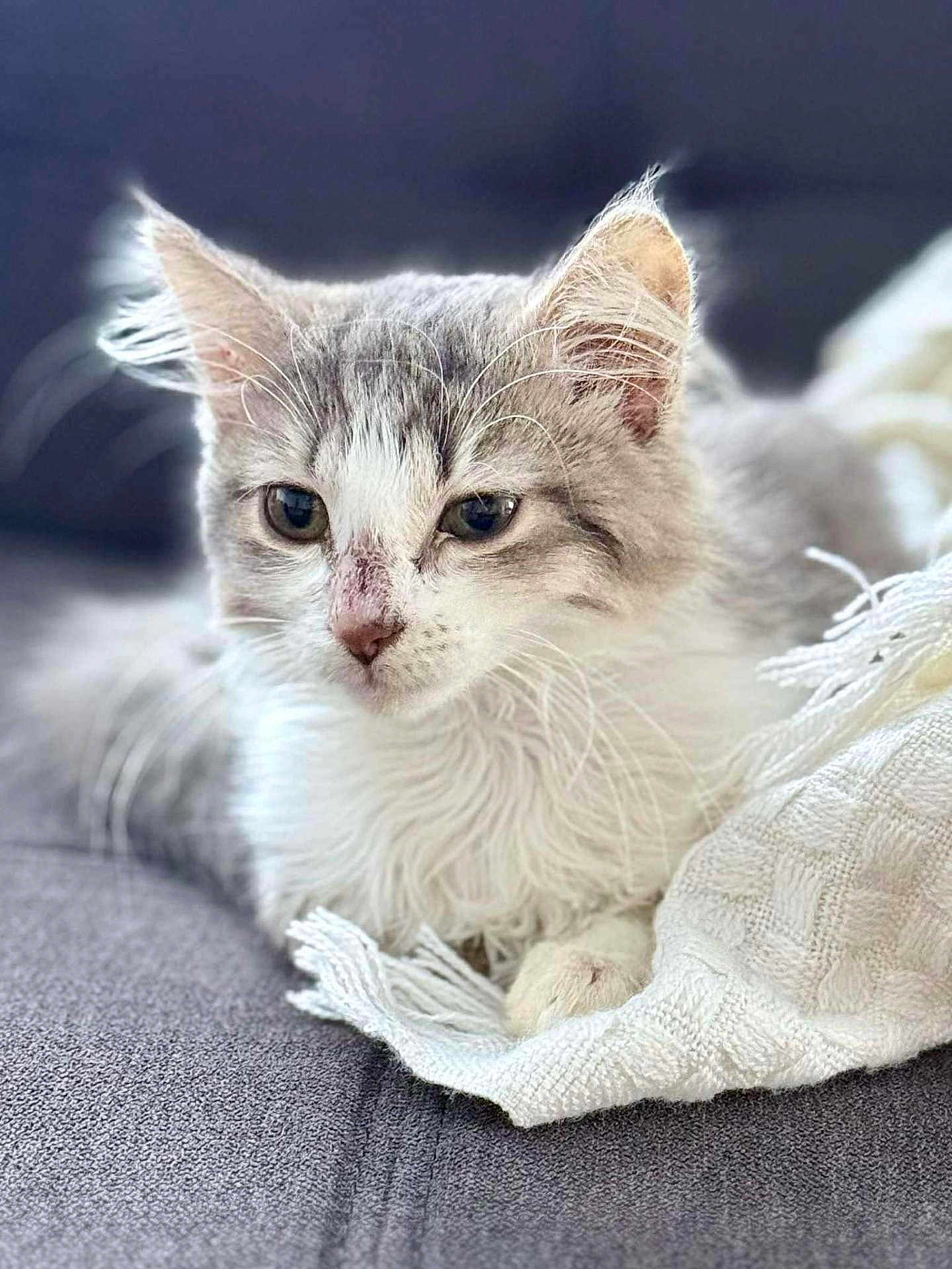 Nala
