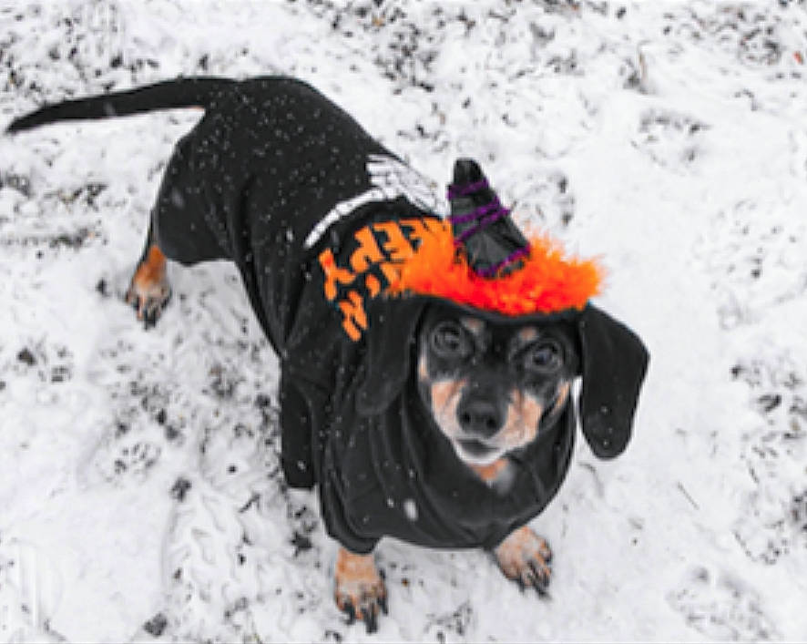 Ruby is registered to the contest to win money with this photo: art, carnivore, companion_dog, dog, dog_breed, dog_clothes, dog_supply, freezing, fun, fur, guard_dog, hat, hunting_dog, recreation, snow, sporting_group, toy_dog, winter, working_animal, working_dog