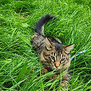 Onix is registered to the contest to win money with this photo: cat, tabby, grass, outdoor, green, nature, animal, pet, feline, fur, whiskers, ears, tail, leaves, backyard, playful, curious, alert, closeup, daylight