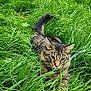 cat, tabby, grass, outdoor, green, nature, animal, pet, feline, fur, whiskers, ears, tail, leaves, backyard, playful, curious, alert, closeup, daylight