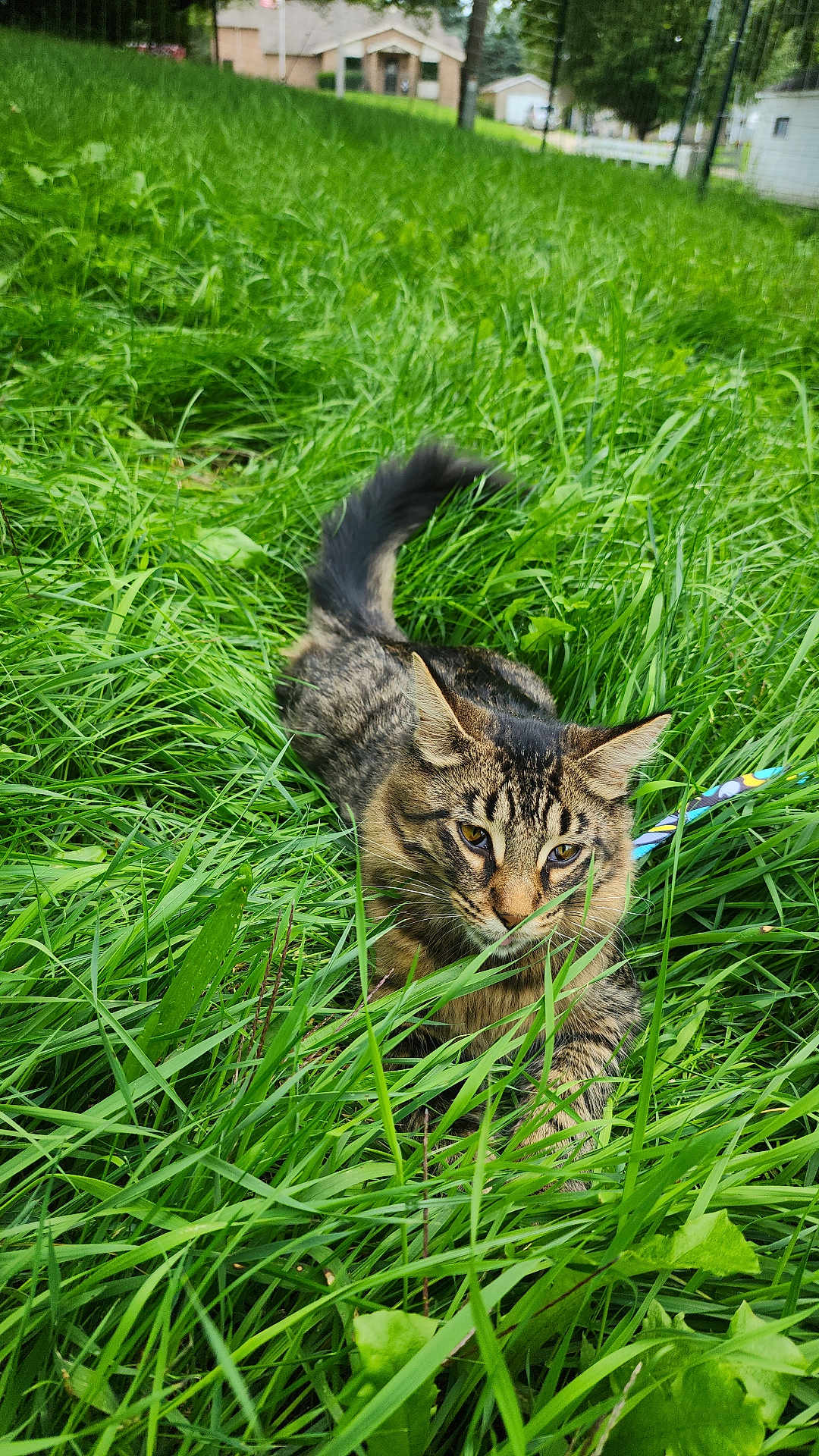 Onix is registered to the contest to win money with this photo: cat, tabby, grass, outdoor, green, nature, animal, pet, feline, fur, whiskers, ears, tail, leaves, backyard, playful, curious, alert, closeup, daylight
