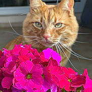 Archibald participe au concours pour gagner de l'argent avec cette photo : animal, background_blur, cat, closeup, colorful, curious, domestic_animal, feline, flora, flowers, green_eyes, houseplant, indoor, nature, orange_tabby, pet, pink_flowers, plant, soft_light, whiskers