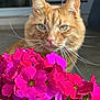 animal, background_blur, cat, closeup, colorful, curious, domestic_animal, feline, flora, flowers, green_eyes, houseplant, indoor, nature, orange_tabby, pet, pink_flowers, plant, soft_light, whiskers