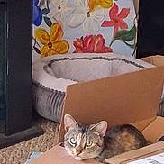 Sassy is registered to the contest to win money with this photo: cat, cardboard_box, indoor, floor, carpet, pet_bed, floral_painting, curious, relaxed, animal, feline, ears, eyes, resting, home_decor, cozy, household, quiet, comfort, casual