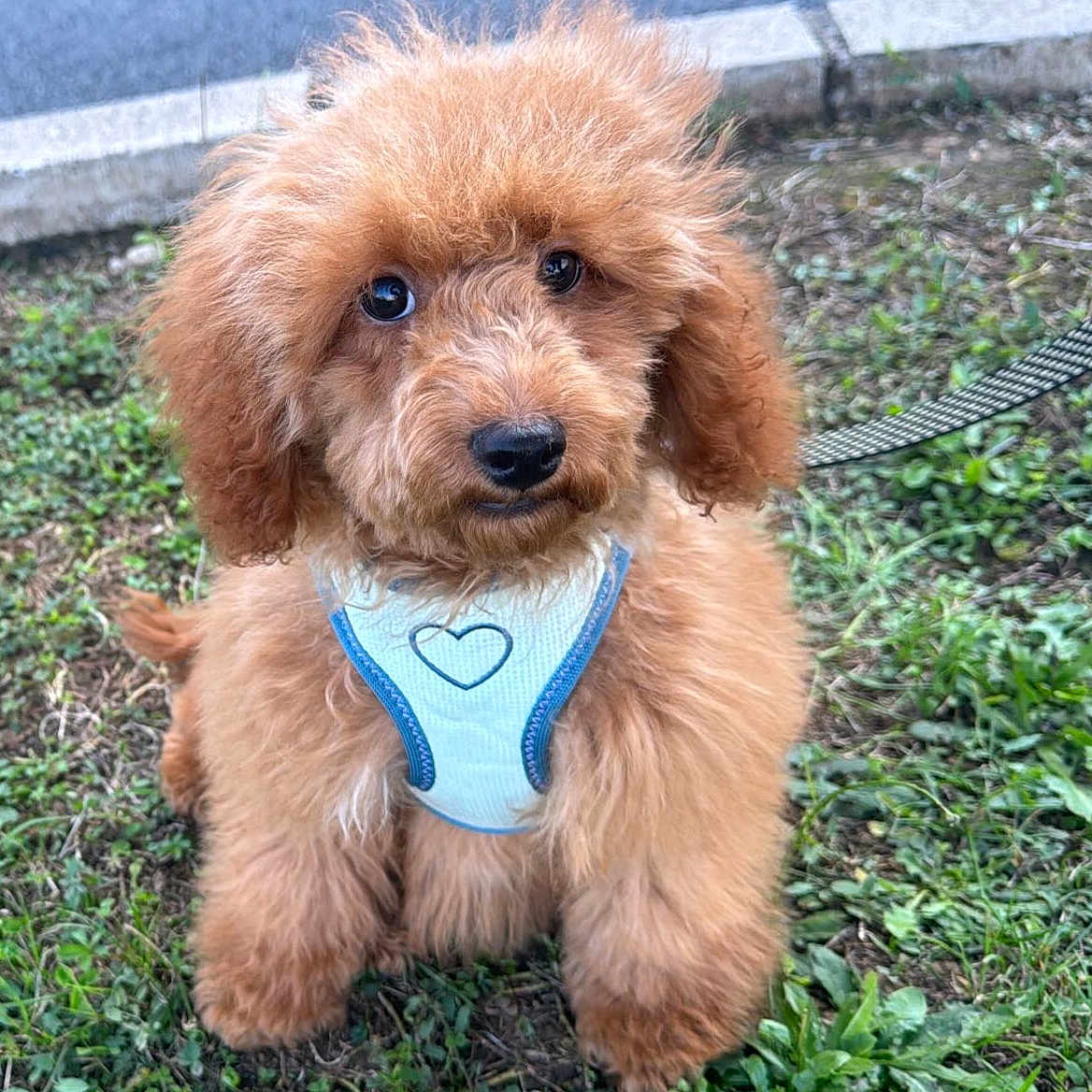 Winston participe au concours pour gagner de l'argent avec cette photo : animal, ball, canine, dog, football, grass, jar, lawn, pet, plant, planter, poodle, pottedplant, puppy, soccer, soccerball, sport, tennis, tennisball, terrier
