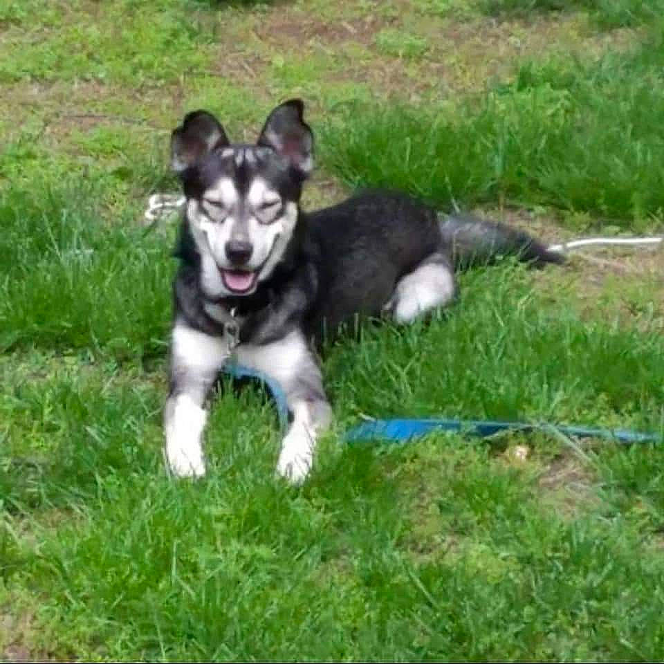 Maxwell is registered to the contest to win money with this photo: canidae, carnivore, companion_dog, dog, dog_breed, grass, grassland, groundcover, herding_dog, plant, puppy, recreation, snout, sporting_group, tail, working_animal, working_dog