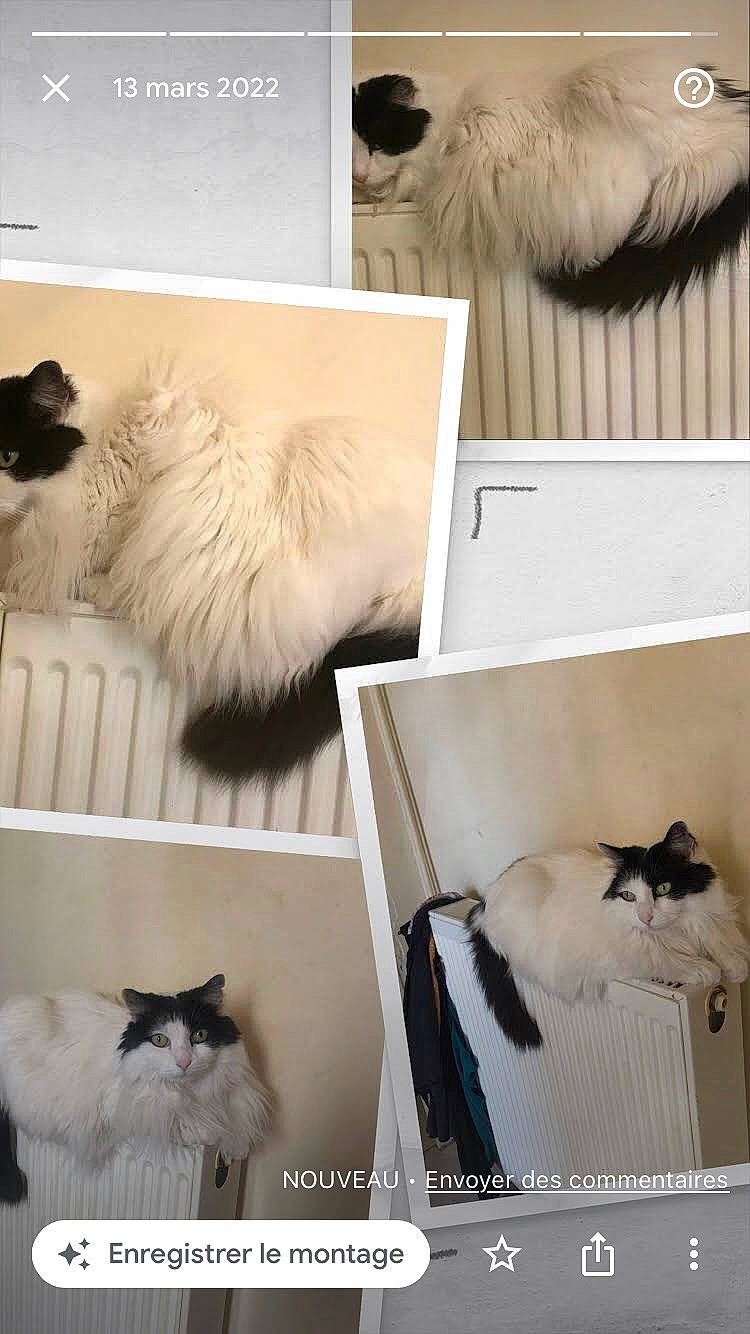 Vanille participe au concours pour gagner de l'argent avec cette photo : art, box, canidae, carnivore, cat, comfort, companion_dog, dog_breed, feather, felidae, fur, mammal, natural_material, room, small_to_medium_sized_cats, tail, textile, vertebrate, whiskers, white