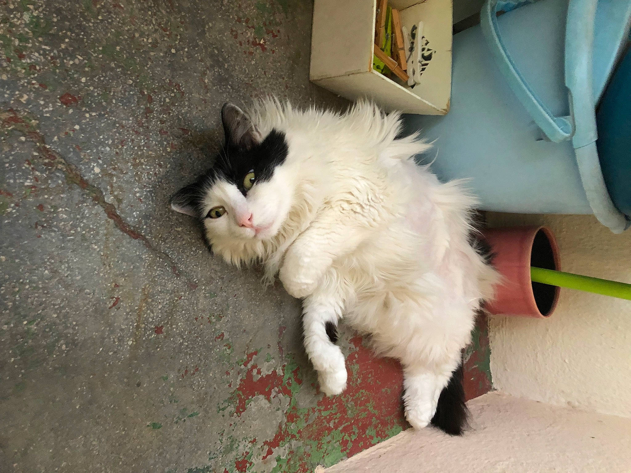 Vanille a rejoint le concours — aidez-le/la à gagner de superbes lots ! asphalt, carnivore, cat, claw, domestic_short_haired_cat, felidae, flooring, fur, gas, paw, road_surface, small_to_medium_sized_cats, snout, tail, terrestrial_animal, whiskers