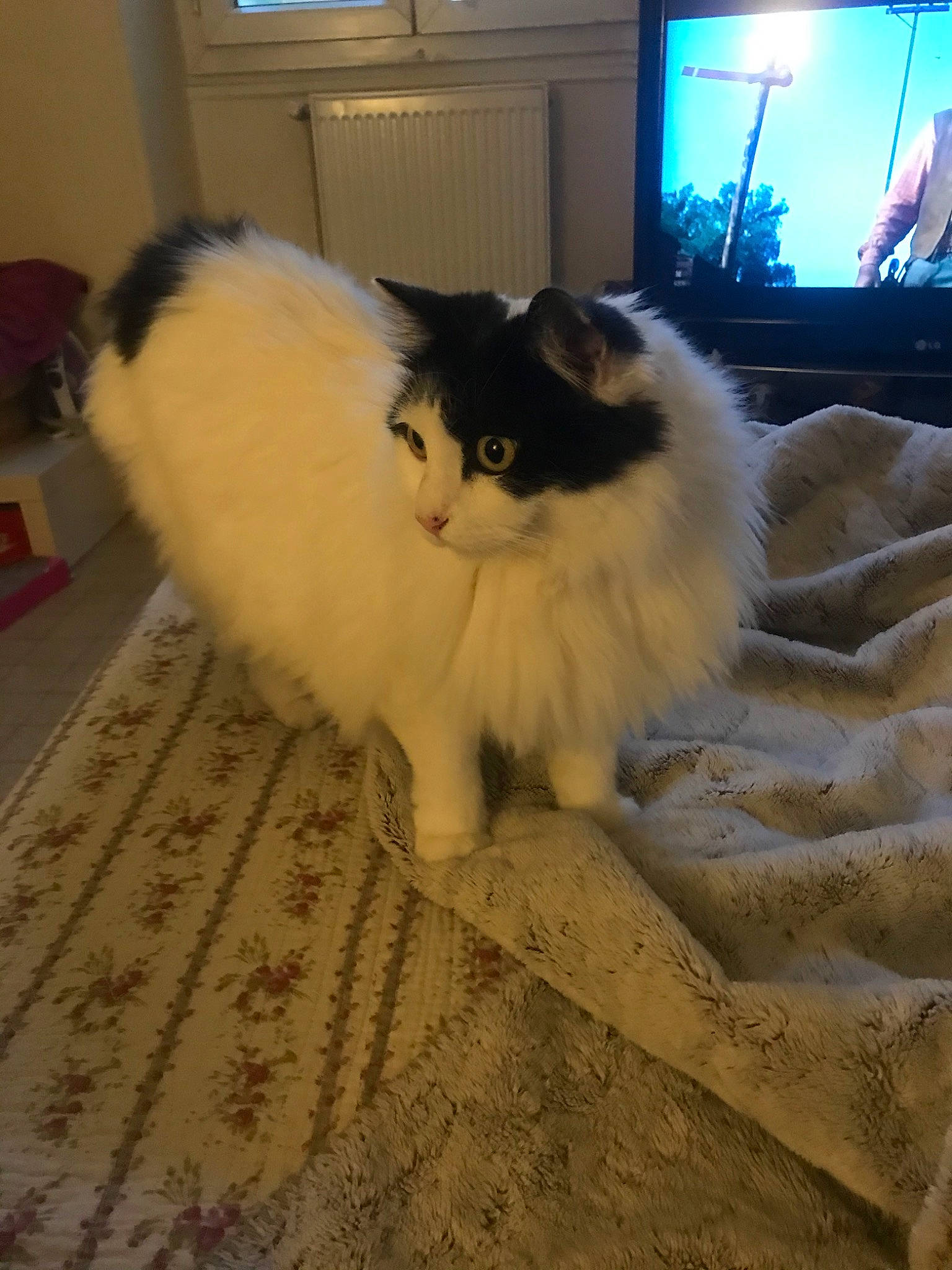 Vanille a rejoint le concours — aidez-le/la à gagner de superbes lots ! asian_semi_longhair, balinese, birman, carnivore, cat, domestic_long_haired_cat, fawn, felidae, fur, himalayan, mammal, persian, ragdoll, small_to_medium_sized_cats, whiskers