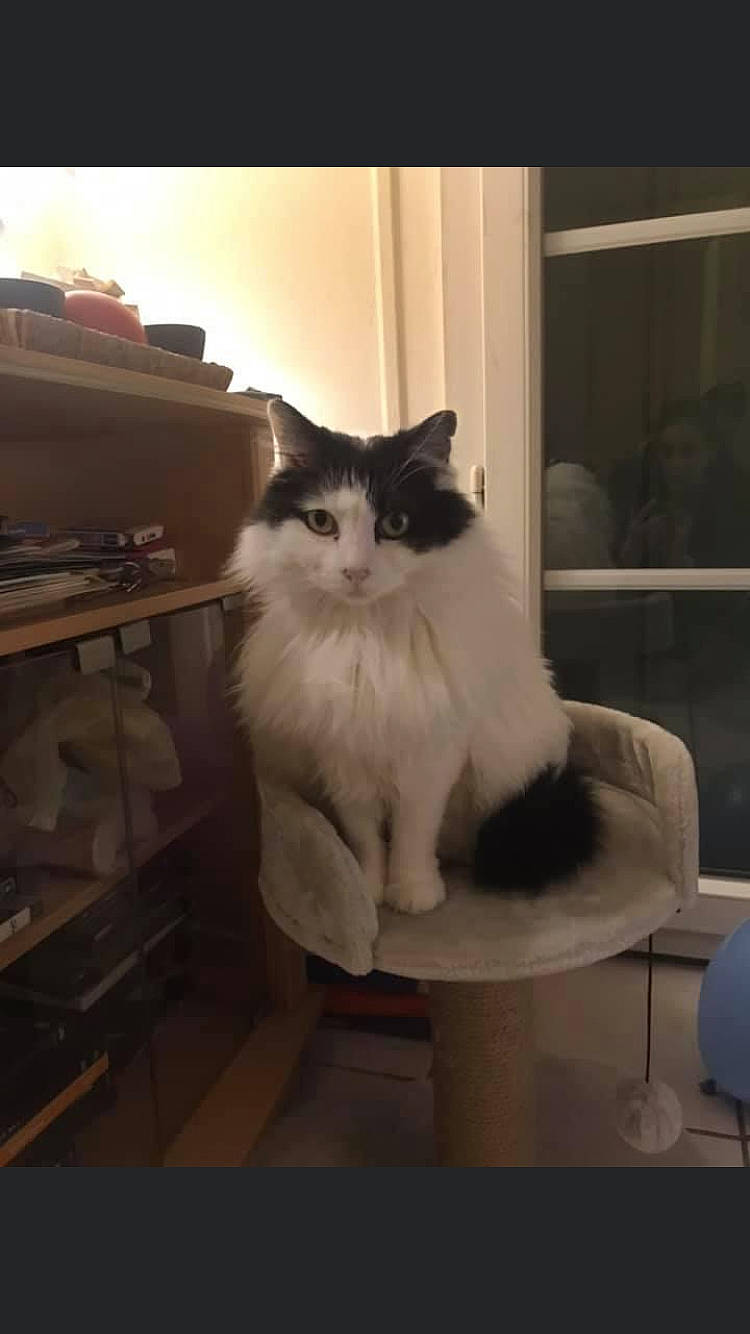 Vanille a rejoint le concours — aidez-le/la à gagner de superbes lots ! art, box, british_longhair, carnivore, cat, comfort, felidae, flooring, fur, hardwood, sitting, small_to_medium_sized_cats, tail, whiskers, window, wood