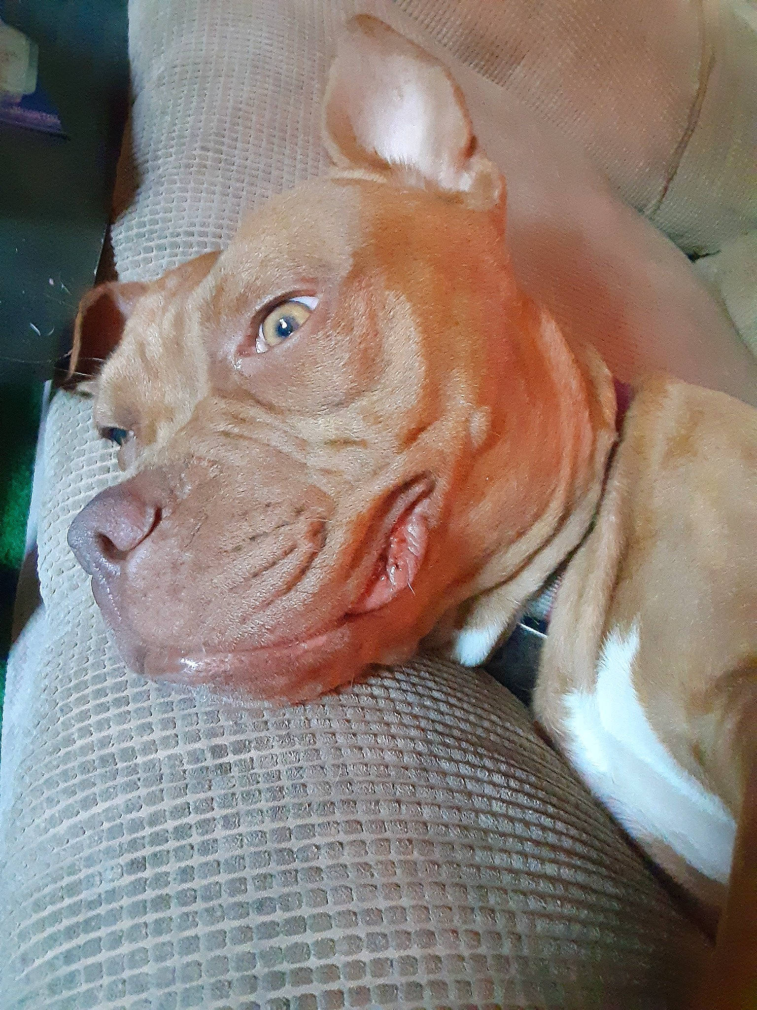 Emjay is registered to the contest to win money with this photo: canidae, carnivore, companion_dog, dog, dog_breed, dog_supply, ear, fawn, jaw, liver, non_sporting_group, peach, pet_supply, snout, sporting_group, suidae, terrestrial_animal, whiskers, working_animal, wrinkle