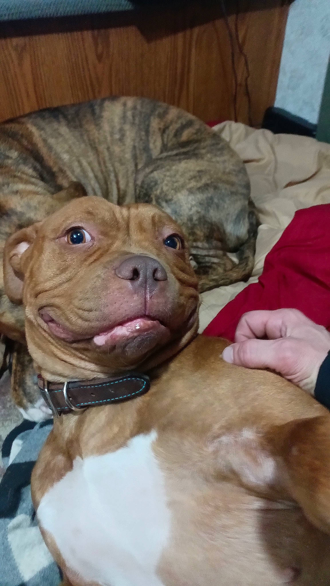 Emjay joined the competition — help win amazing prizes! canidae, carnivore, collar, comfort, companion_dog, dog, dog_breed, dog_collar, fawn, fur, liver, mammal, paw, shar_pei, snout, sporting_group, terrestrial_animal, whiskers, working_animal, wrinkle