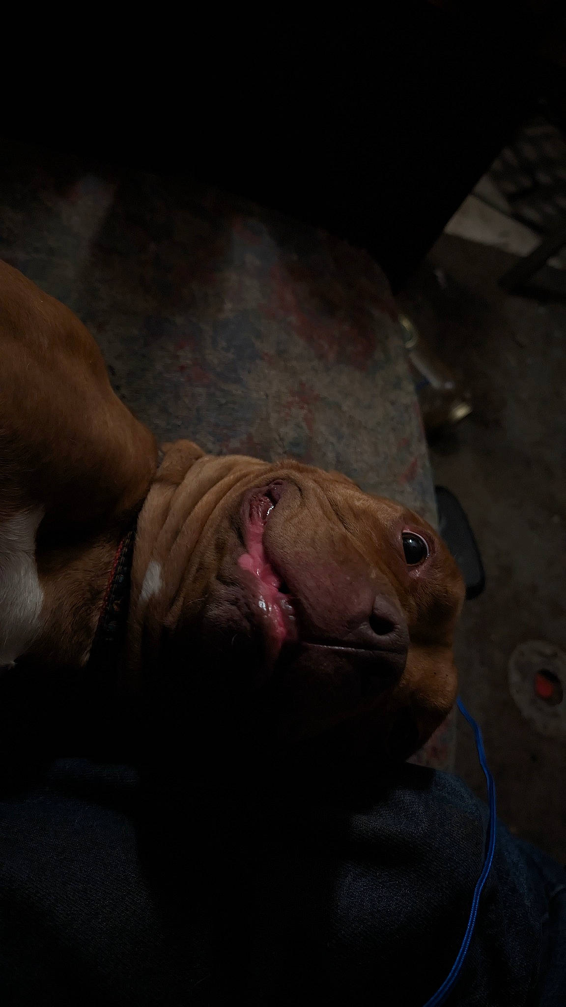 Emjay joined the competition — help win amazing prizes! canidae, chest, darkness, dog_breed, fawn, felidae, fish, flesh, fur, non_sporting_group, recreation, seal, snout, sporting_group, terrestrial_animal, whiskers, wildlife, wrinkle