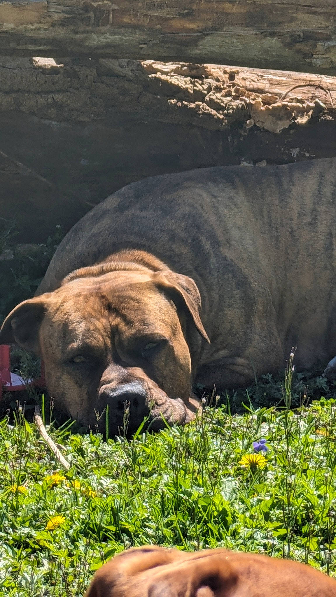 Dimebag joined the competition — help win amazing prizes! canidae, carnivore, companion_dog, dog, dog_breed, fawn, flower, grass, grassland, groundcover, landscape, meadow, natural_landscape, plant, snout, sporting_group, terrestrial_animal, wildlife, working_animal, wrinkle