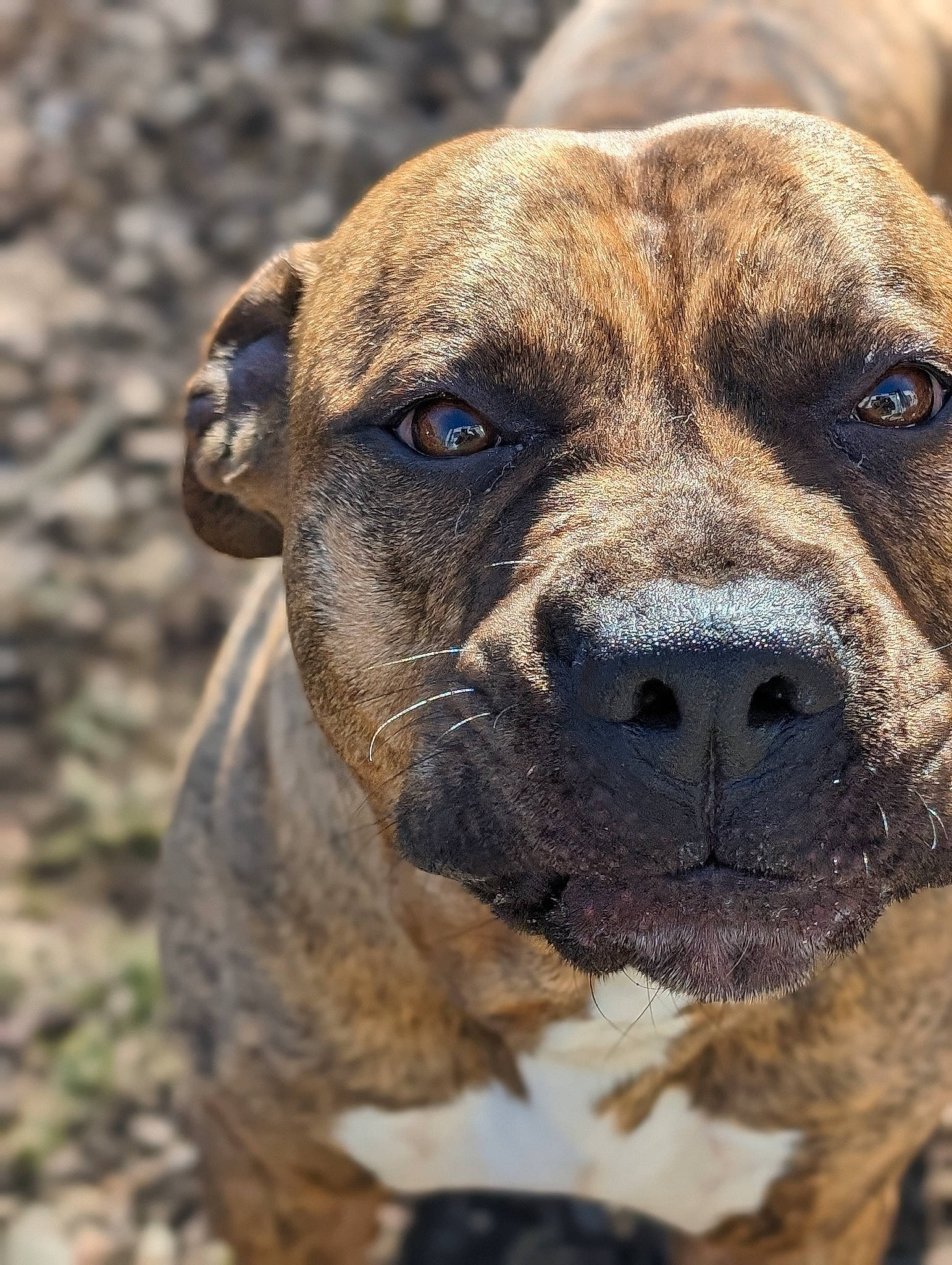 Dimebag joined the competition — help win amazing prizes! ancient_dog_breeds, canidae, carnivore, collar, companion_dog, dog, dog_breed, fawn, guard_dog, hunting_dog, liver, molosser, non_sporting_group, snout, sporting_group, terrestrial_animal, treeing_tennessee_brindle, whiskers, working_dog, wrinkle