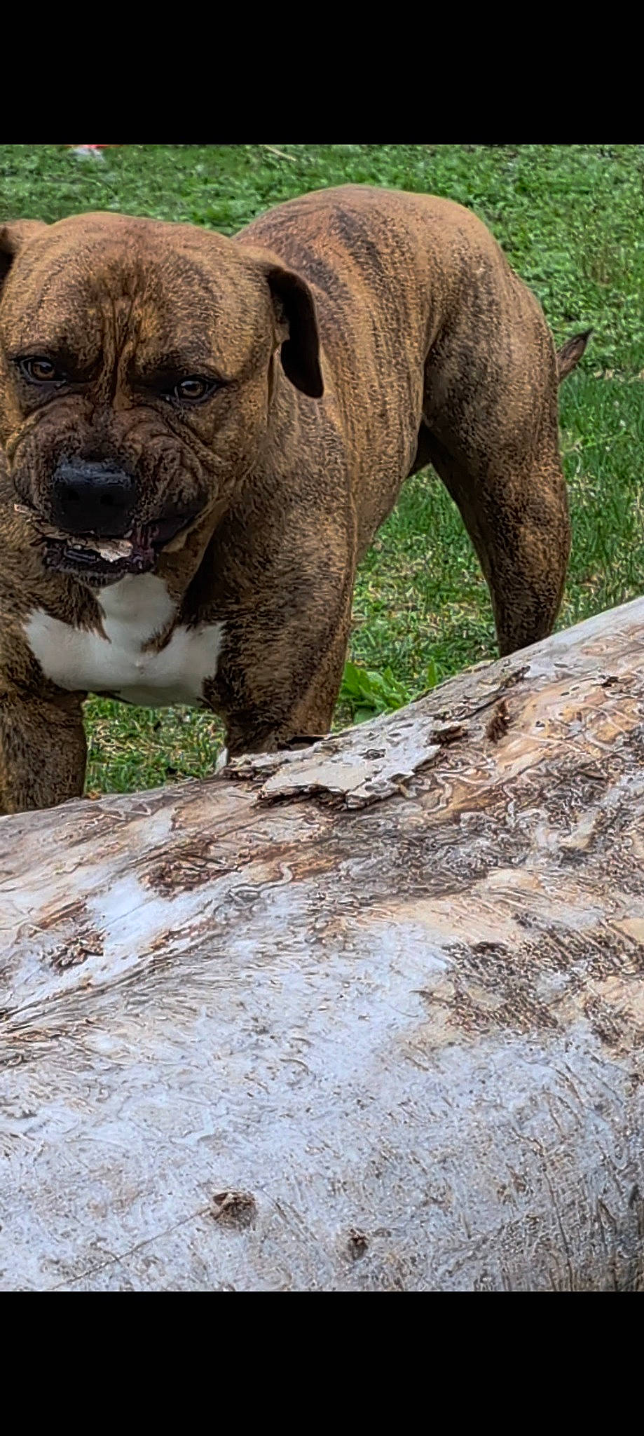 Dimebag is registered to the contest to win money with this photo: ancient_dog_breeds, canidae, carnivore, companion_dog, dog, dog_breed, fawn, fur, grass, liver, molosser, plant, rock, snout, soil, sporting_group, terrestrial_animal, wood, working_animal, wrinkle