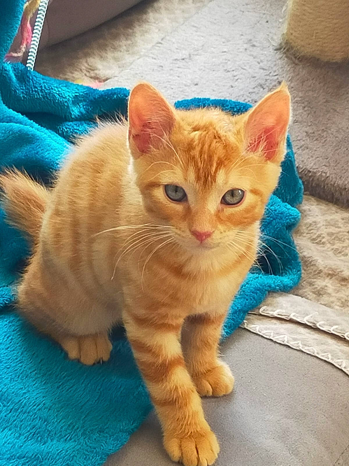 Nounie participe au concours pour gagner de l'argent avec cette photo : carnivore, cat, claw, comfort, domestic_short_haired_cat, electric_blue, fawn, felidae, foot, fur, gesture, iris, paw, sitting, small_to_medium_sized_cats, snout, tail, terrestrial_animal, toy, whiskers